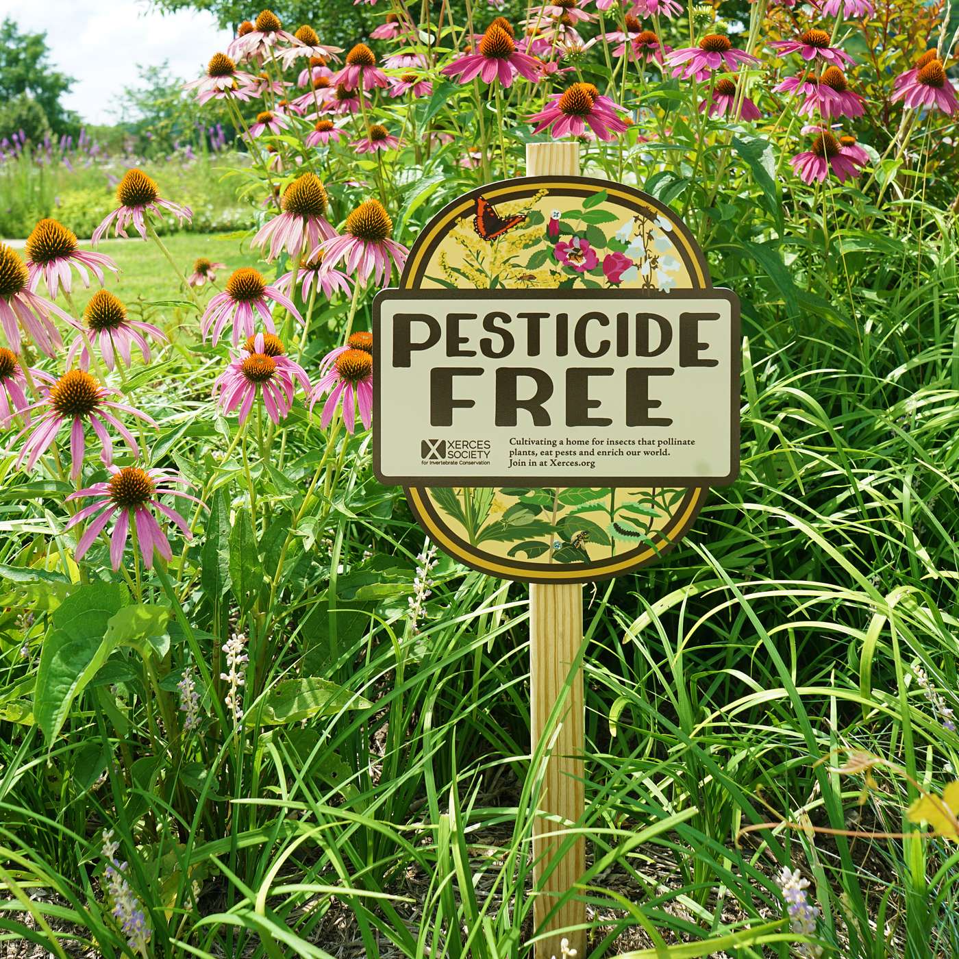 Buying Bee Safe Plants: How to keep pesticides out of your garden