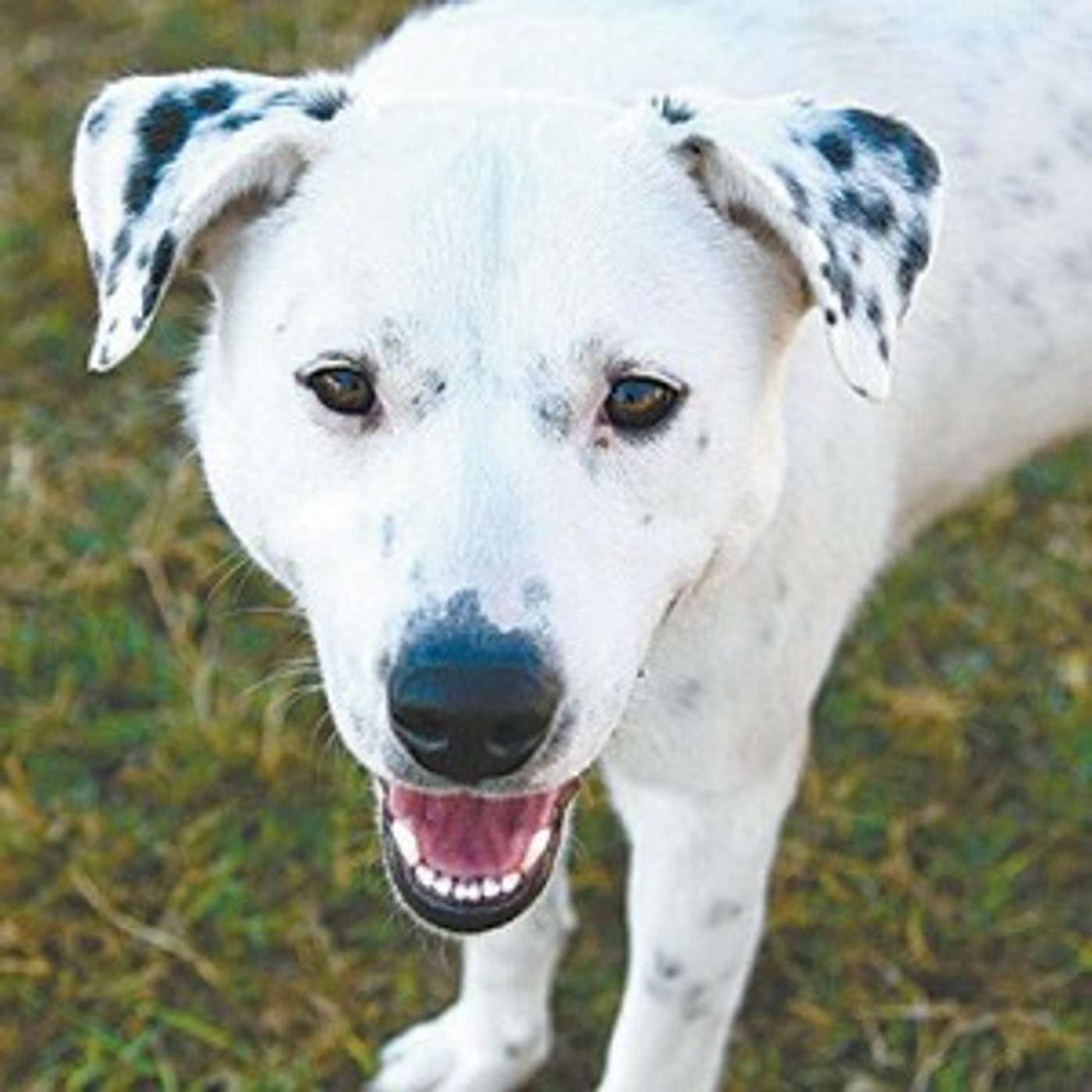 Meet Blanca -- she's ready for adoption episode artwork