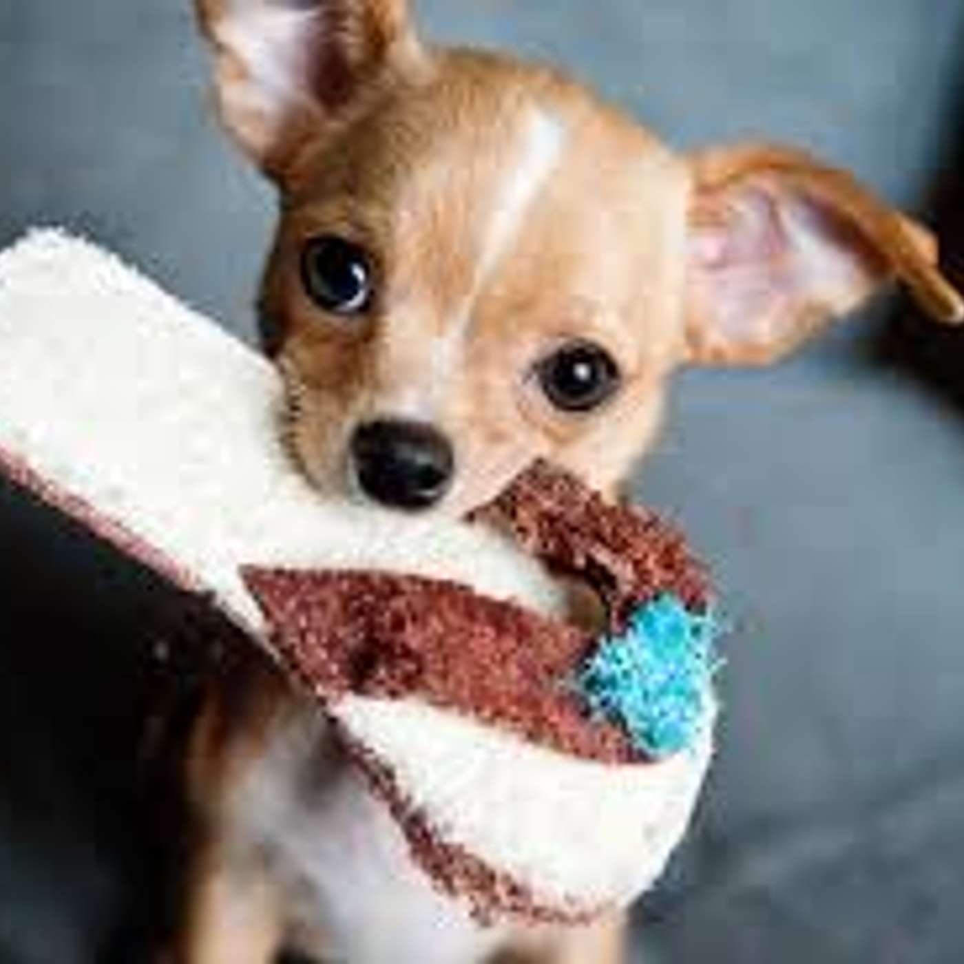 Ricevuto i doni della Befana? Anche gli animali fanno doni!!! di Lucia Orlandi Ricevuto i doni della Befana? Anche gli animali fanno doni!!! di Lucia Orlandi