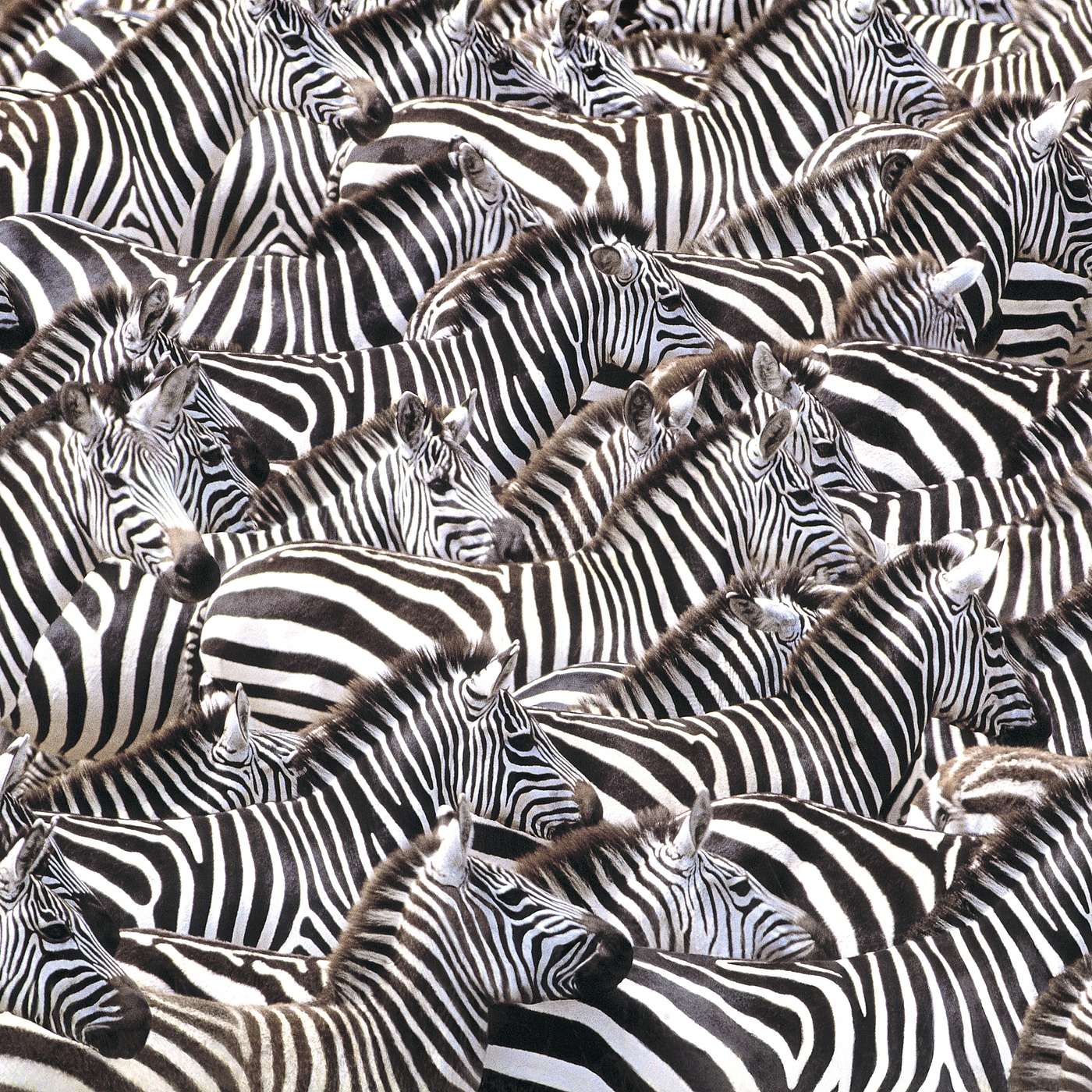 The Zebra Stripes
