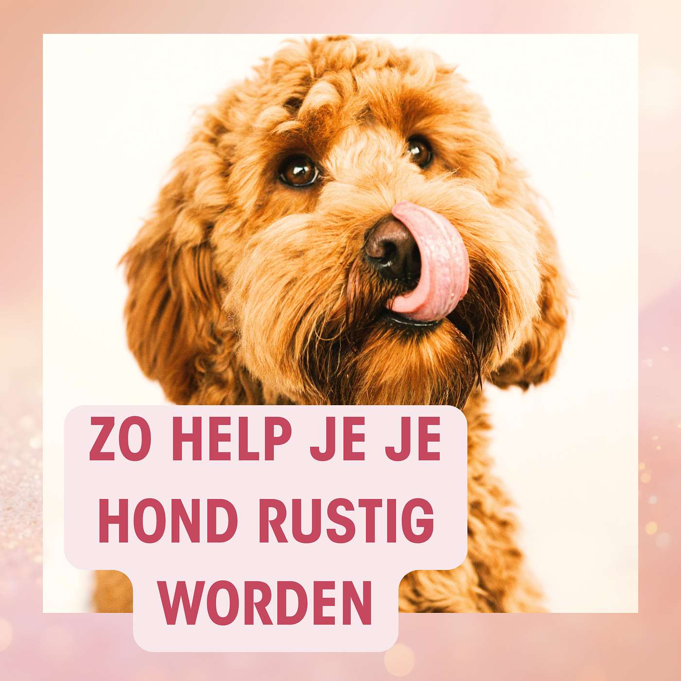 #16 Gevoelige hond? Zo leer je je hond omgaan met prikkels en ontspannen episode artwork