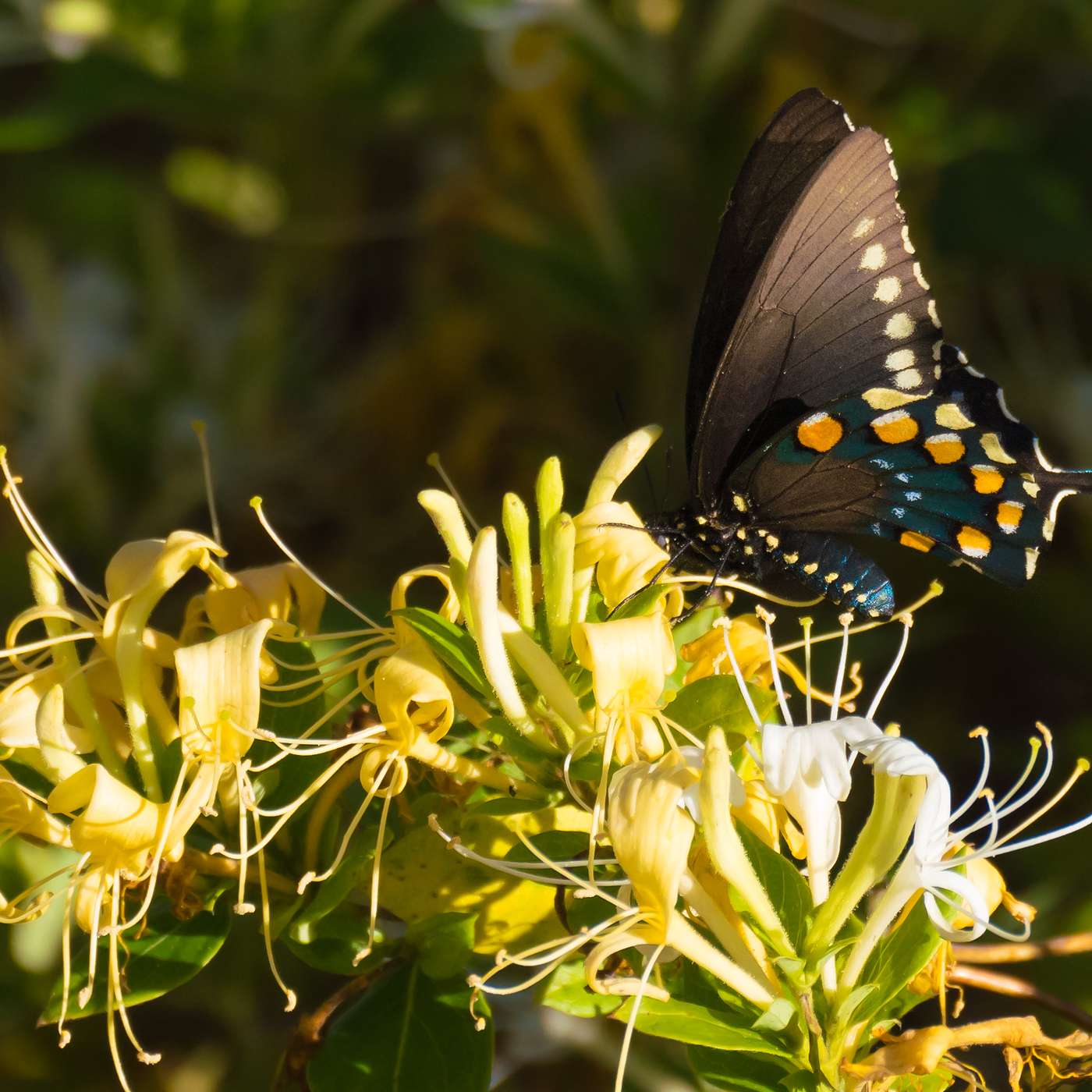 Morning Garden Peace Guided Meditation
