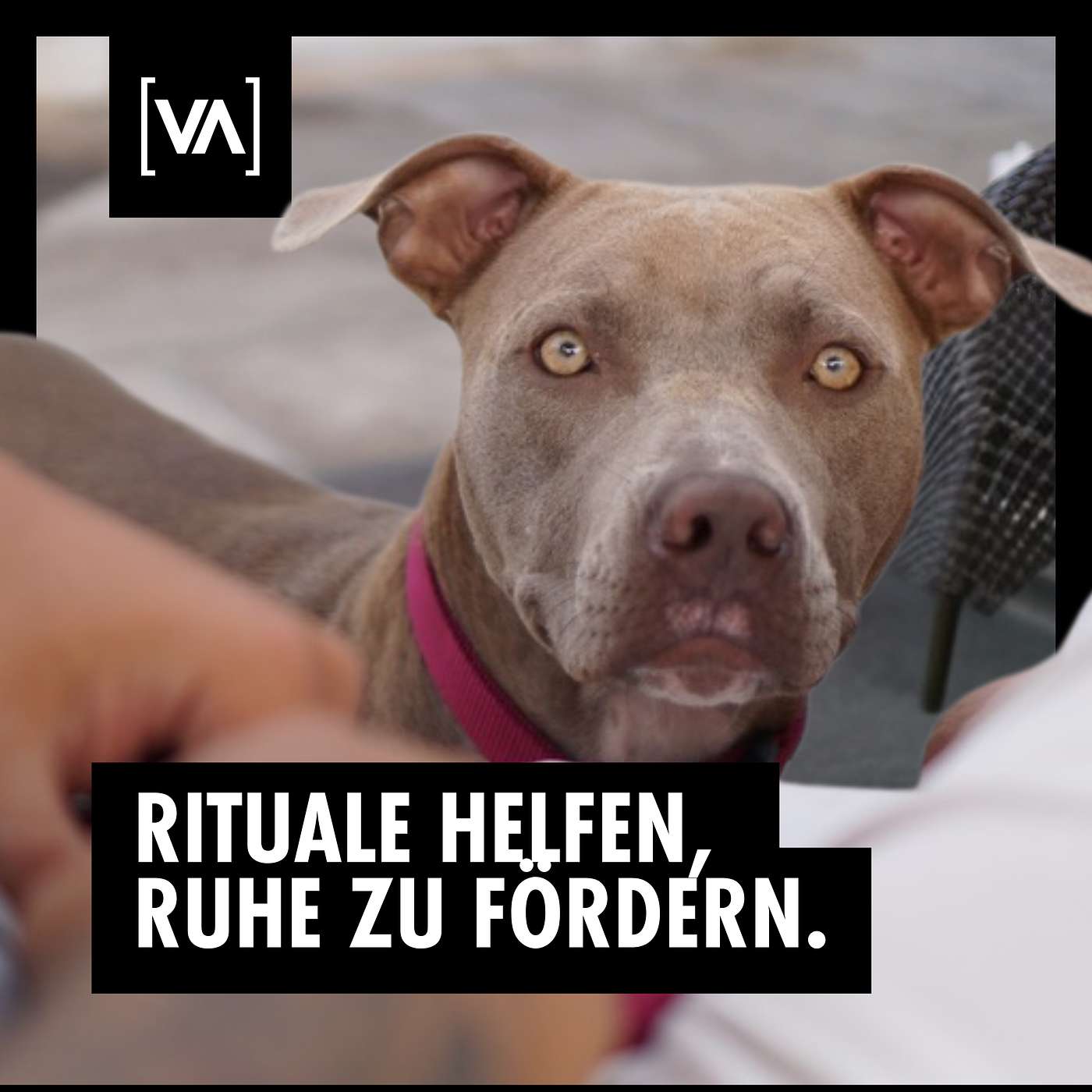 Die Kraft der Rituale in der Hundeerziehung