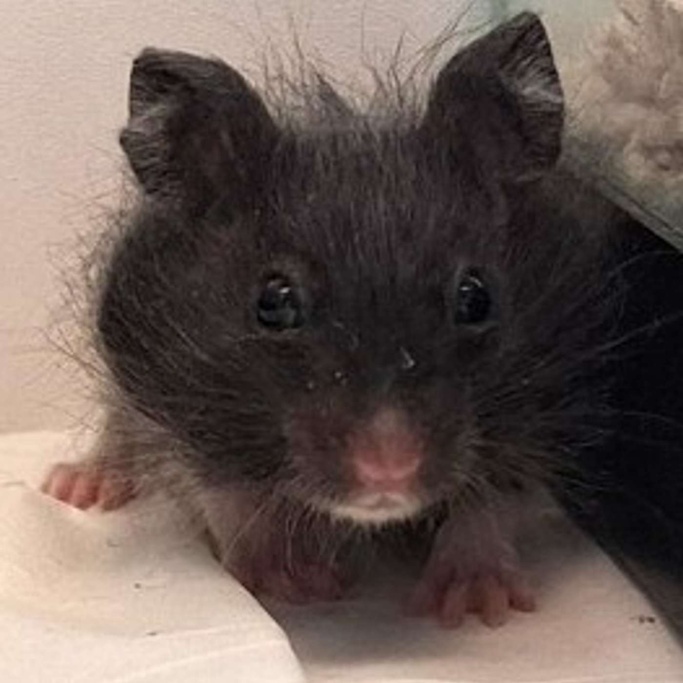 Skittles is a hamster. She's also an escapee. Let's hear her adventure! She's our POP-PAW-RAZZI Superstar of the Week!