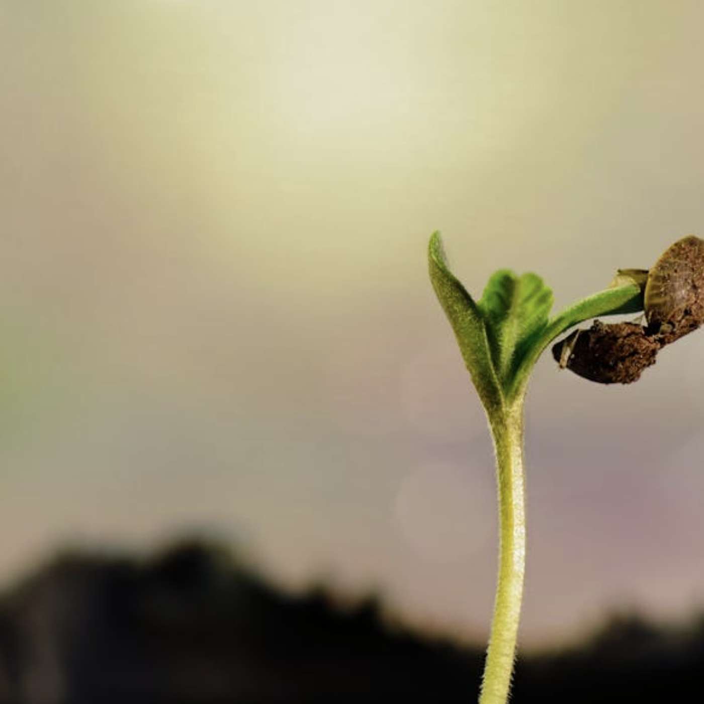 Can American Culture Be Renewed?