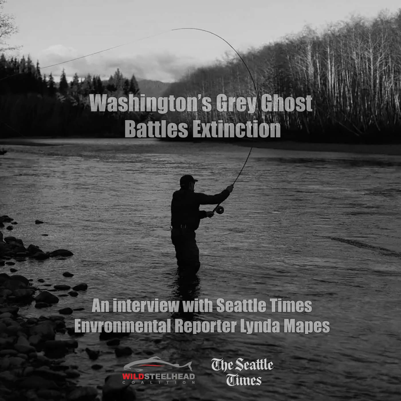 Washington's "Grey Ghost" Battles Extinction