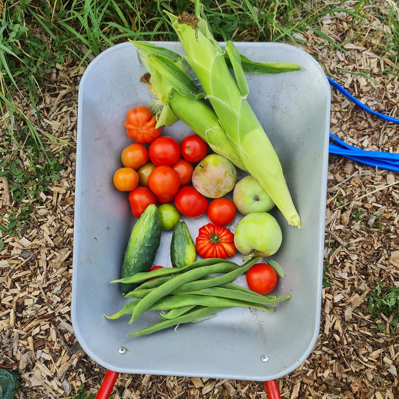 EP.71 | From Plot to Plate: Growing, Cooking, and Sharing.