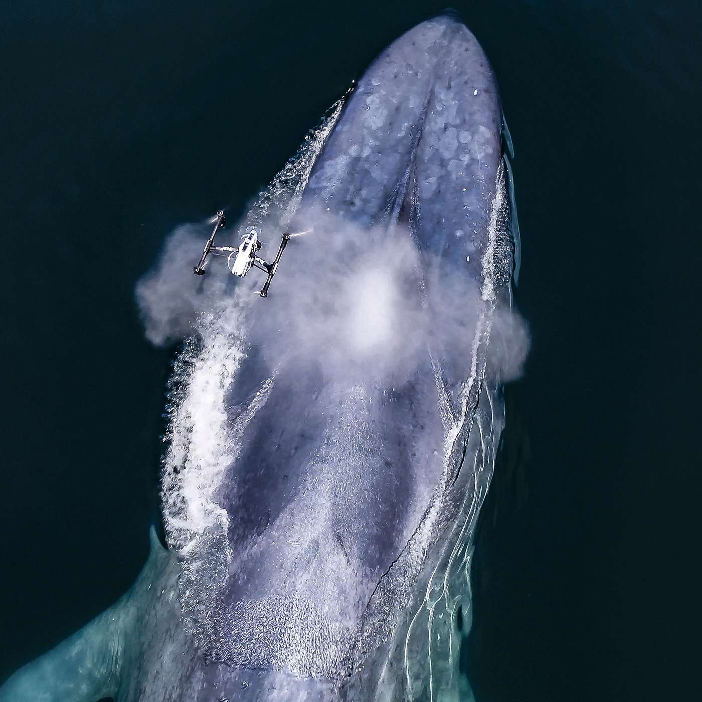 S2 E3: It Snot What You Think: How Whale Mucus can help us Protect Whales