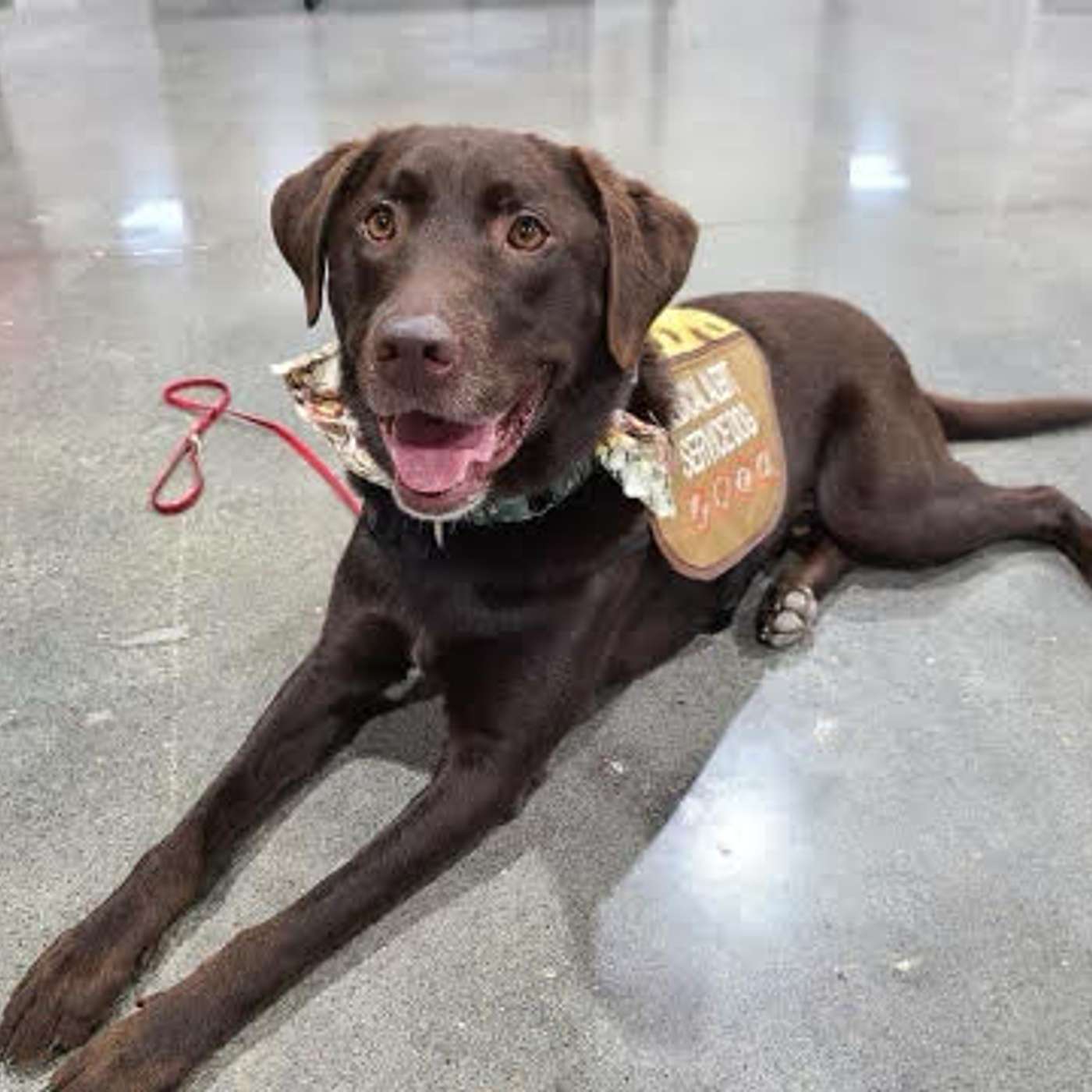 Service Dogs in Dog Sports