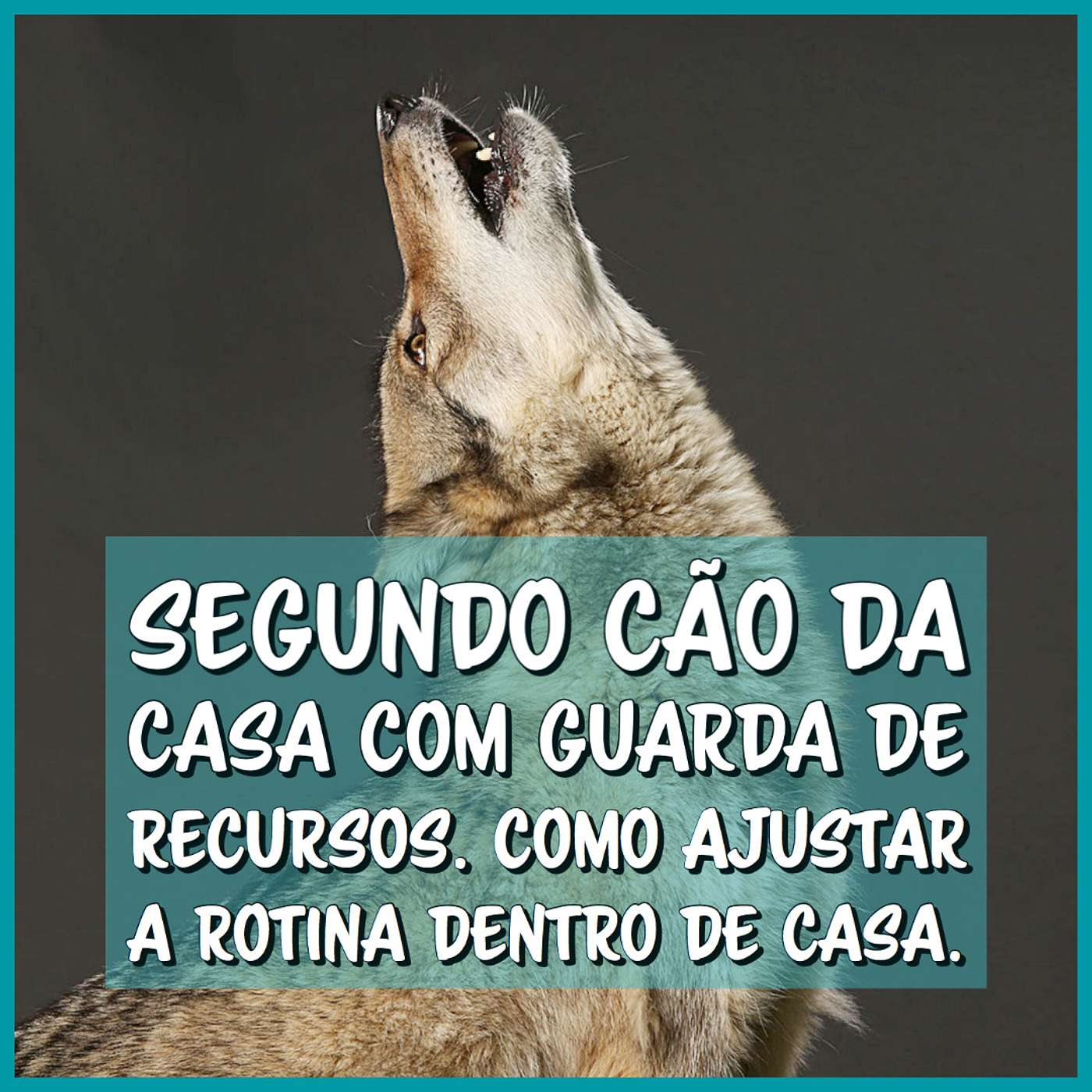 Segundo cão da casa com guarda de recursos. Como ajustar a rotina dentro de casa.