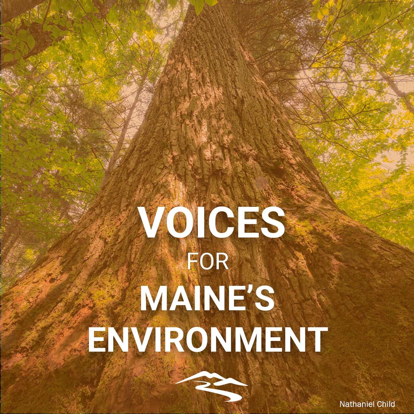 Maine’s Increasingly Rare Old Growth Forests