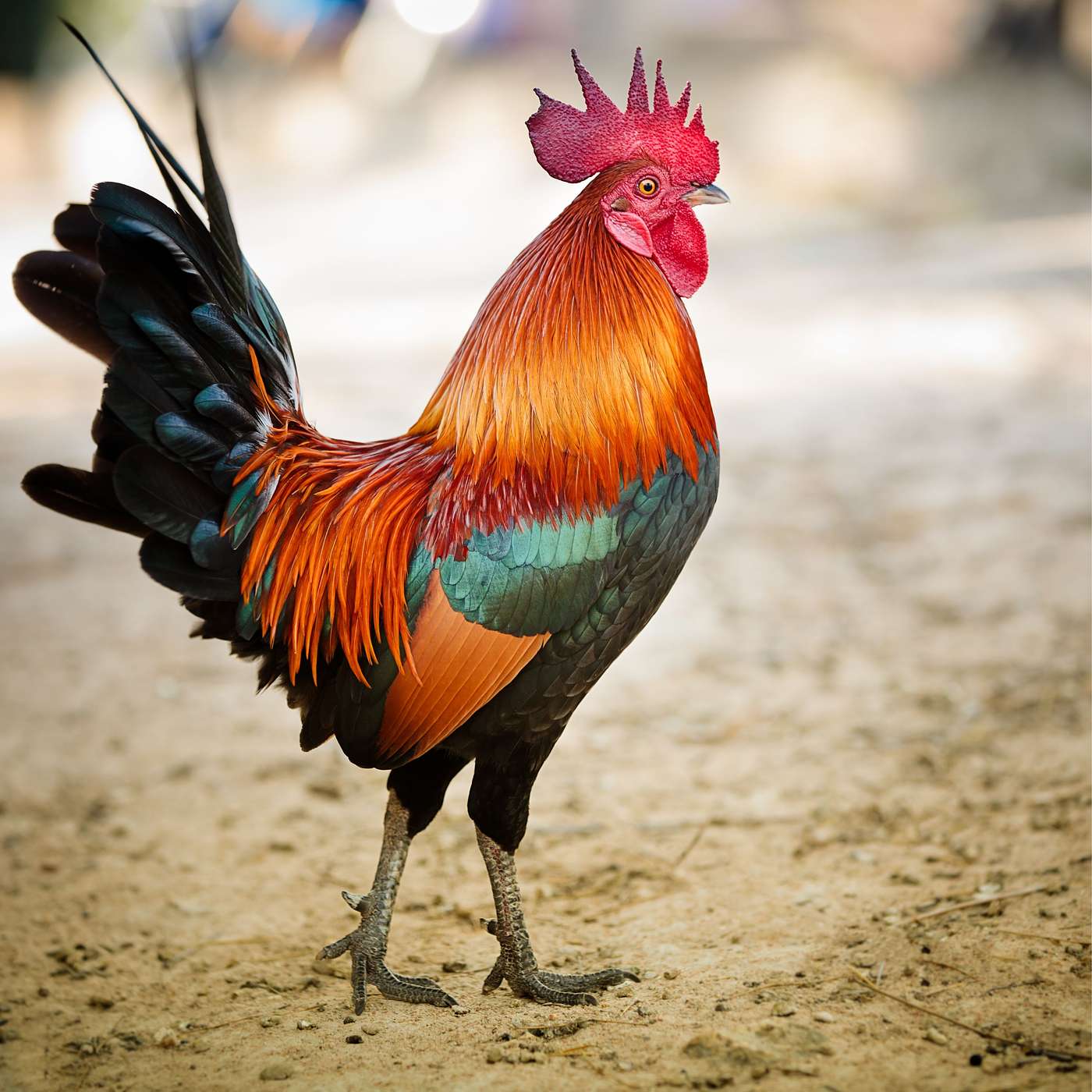 Cock-a-doodle-do - Lent 40 Cock-a-doodle-do - Lent 40