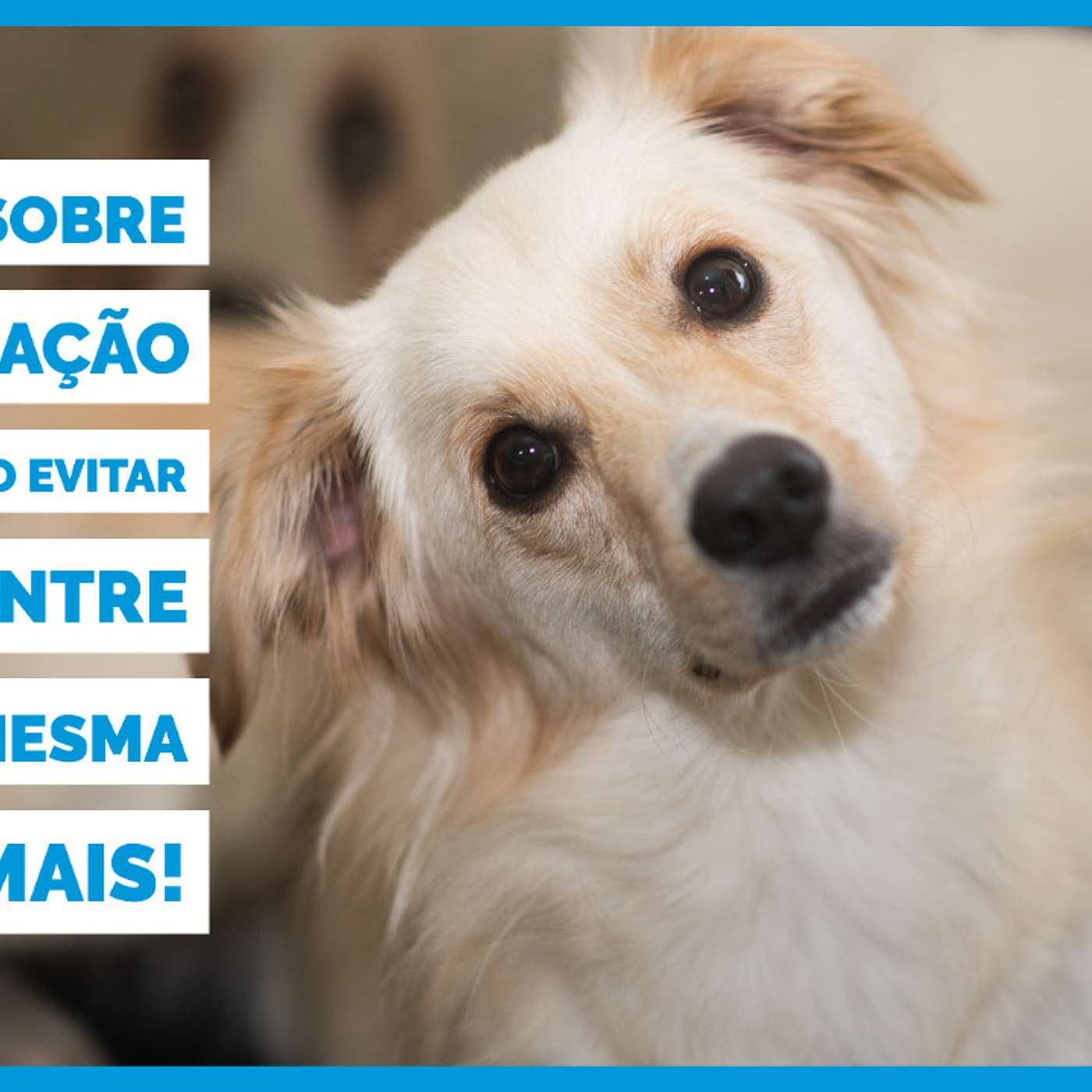 Dúvidas sobre socialização de cães, como evitar brigas entre cães da mesma casa e mais!
