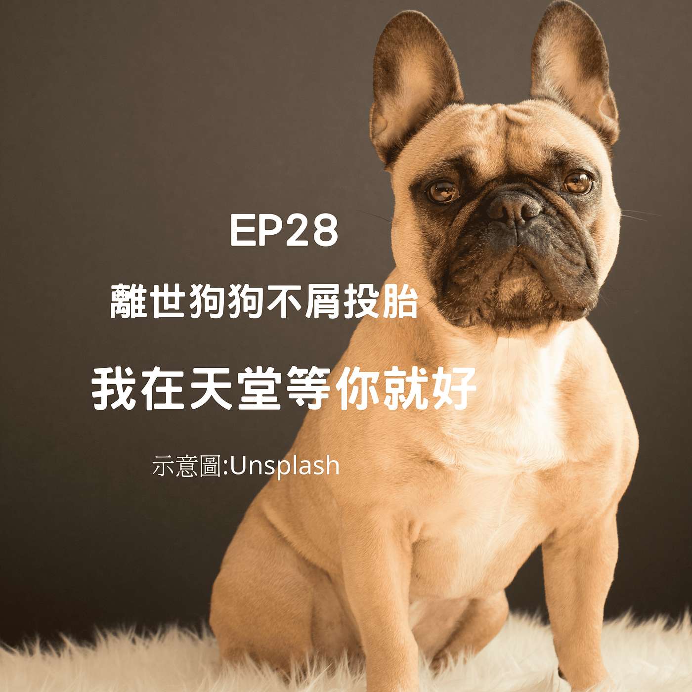 從0到1媒體人x斜槓(柚子貍&安妮動物園) EP28 法鬥不想投胎：「當人又沒比較好！我在天堂等你就好」 episode artwork
