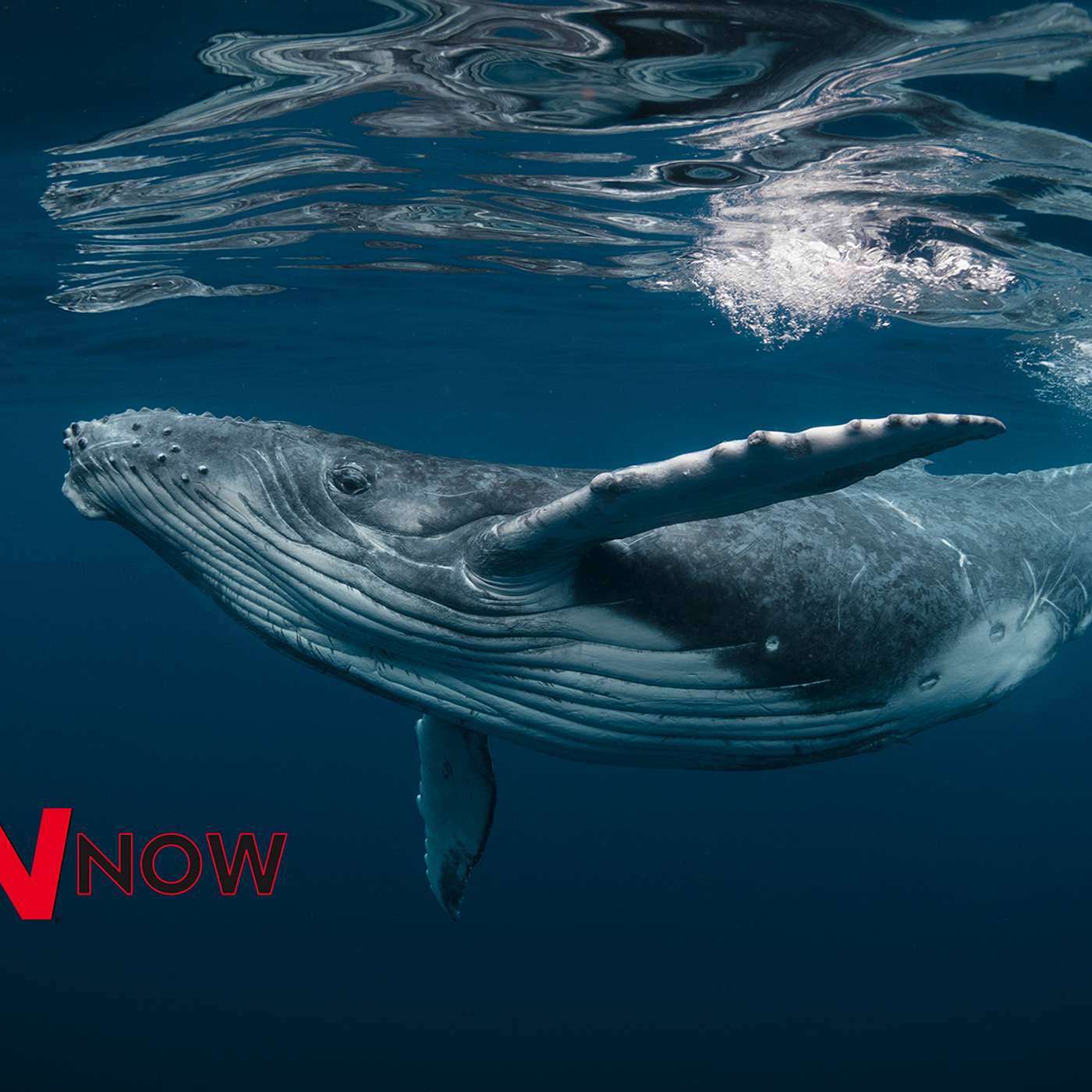 Listen: Smart Buoys to Protect Whales from Ship Collisions