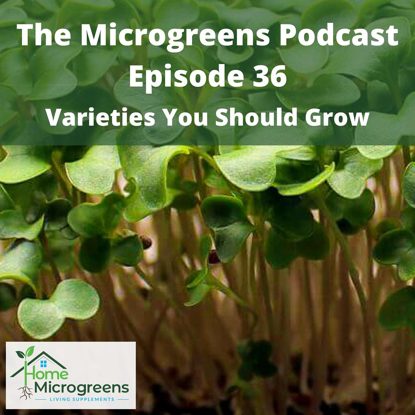 Microgreens You Probably Should Be Growing