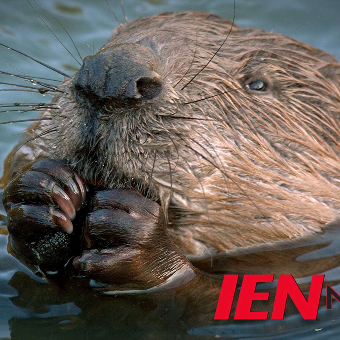 Beavers Wipe Out Town’s Internet