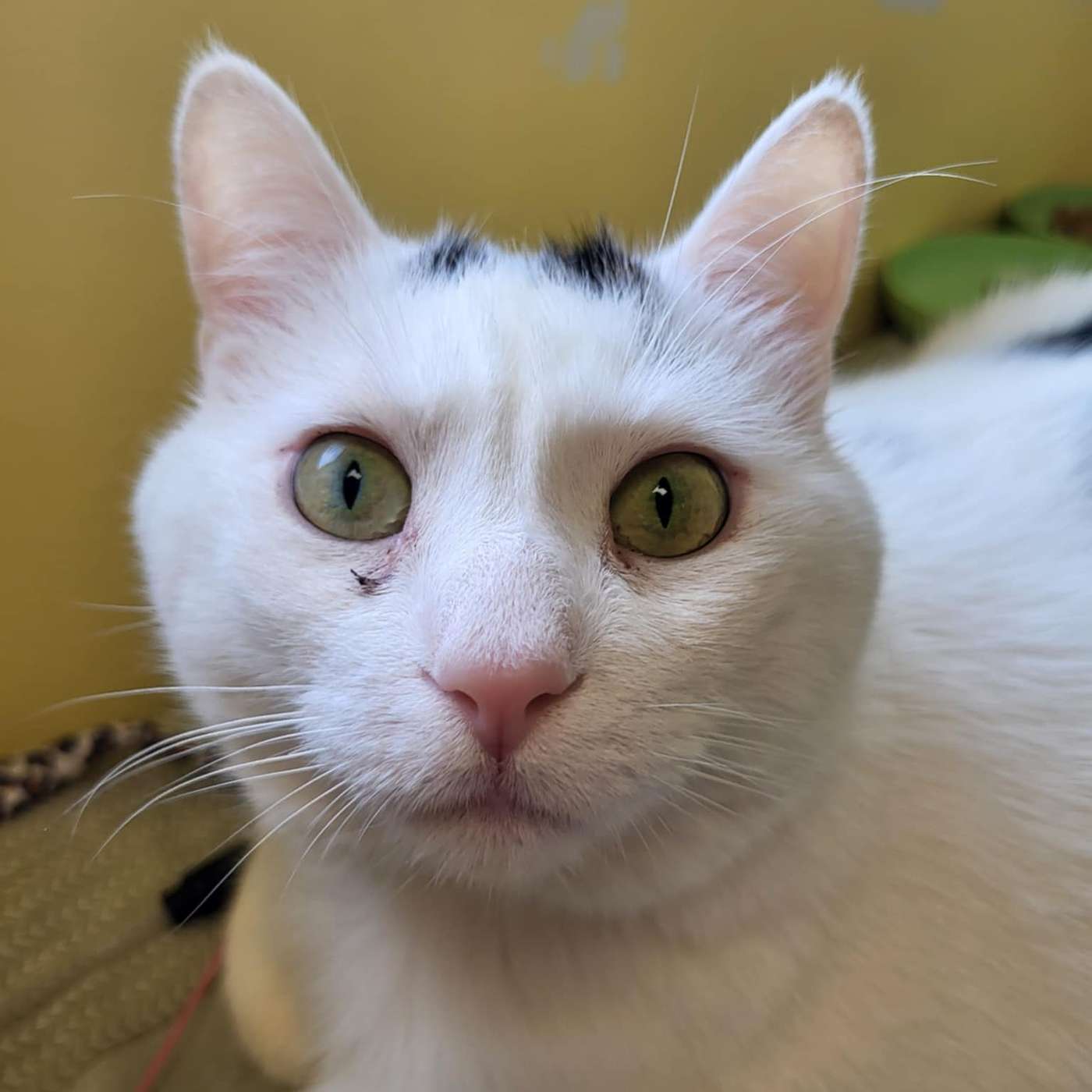 Who needs a little Stardust in their lives? It's our POP-PAW-RAZZI!