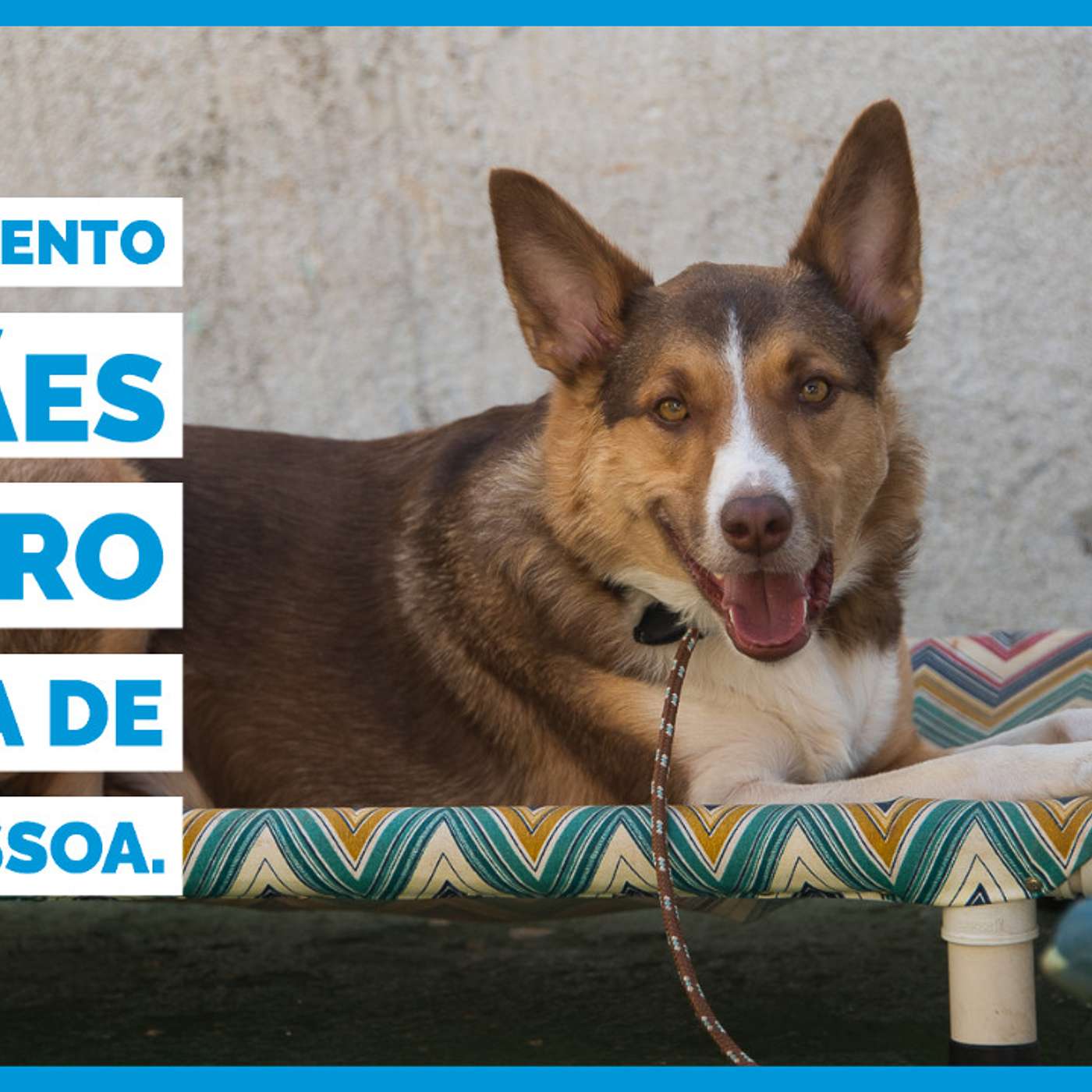 O treinamento de cães dentro da vida de cada pessoa. episode artwork