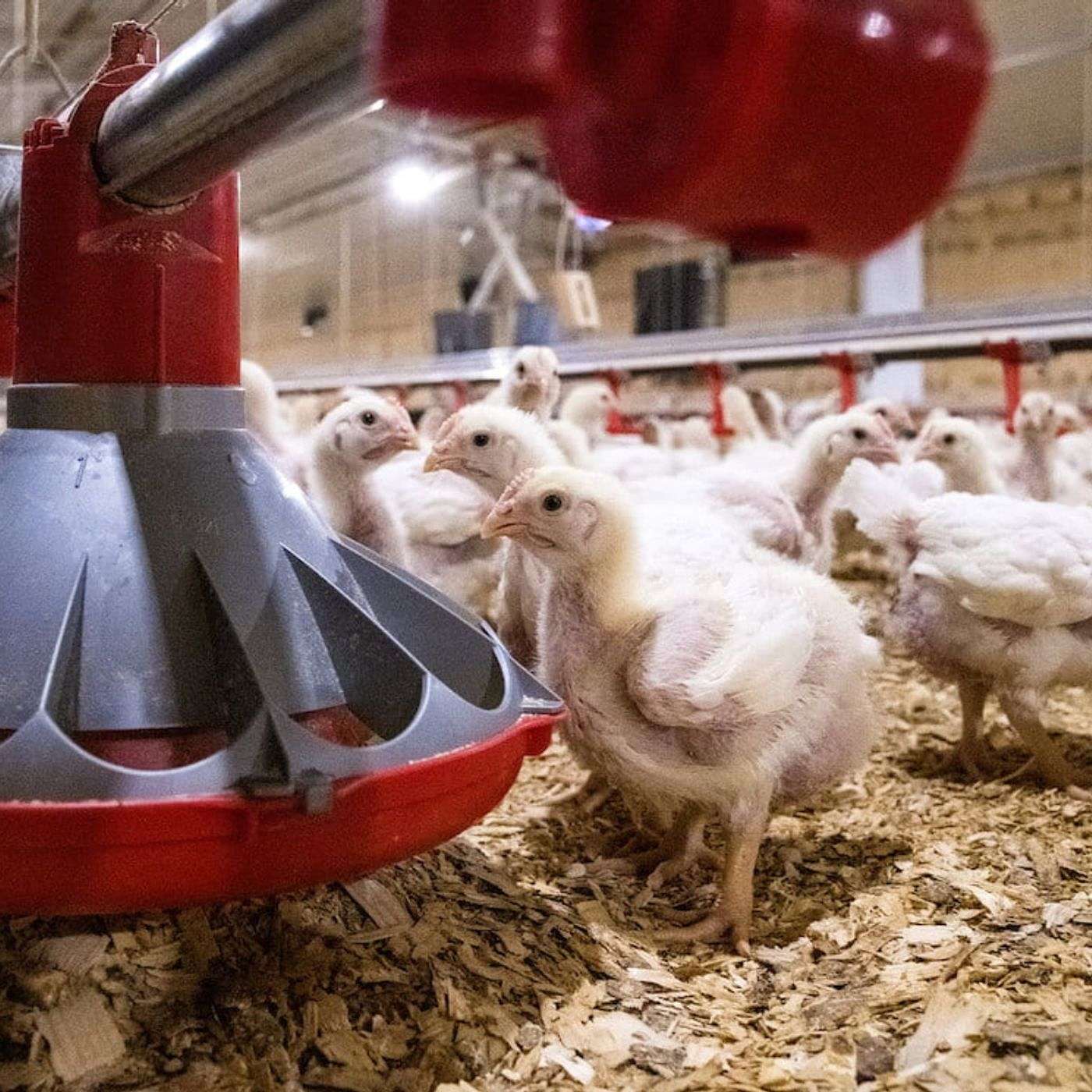 Productive energy: A new, old way to approach bird diets