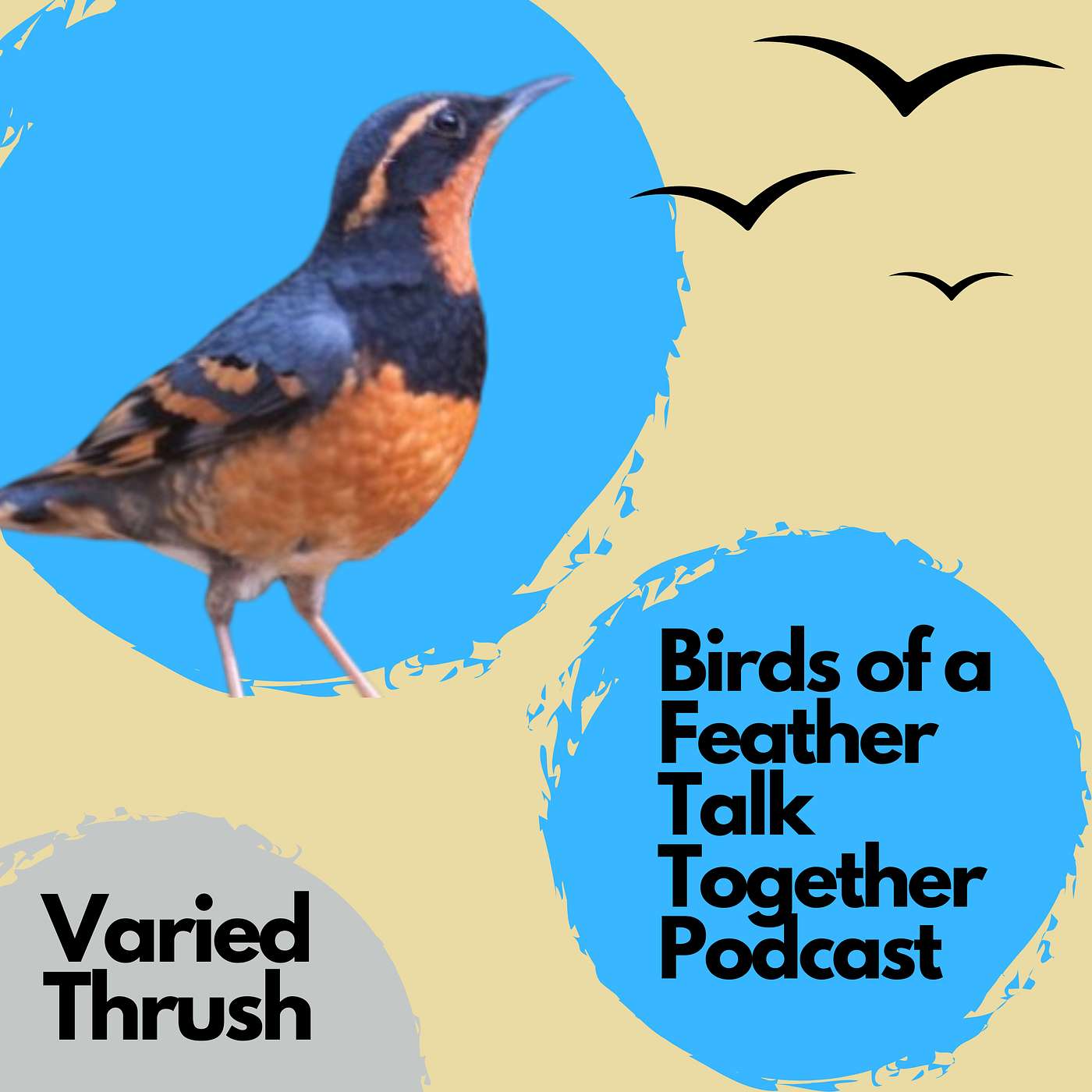 121: Varied Thrush - The Lone Forest Dweller AND The Occasional Vagrant