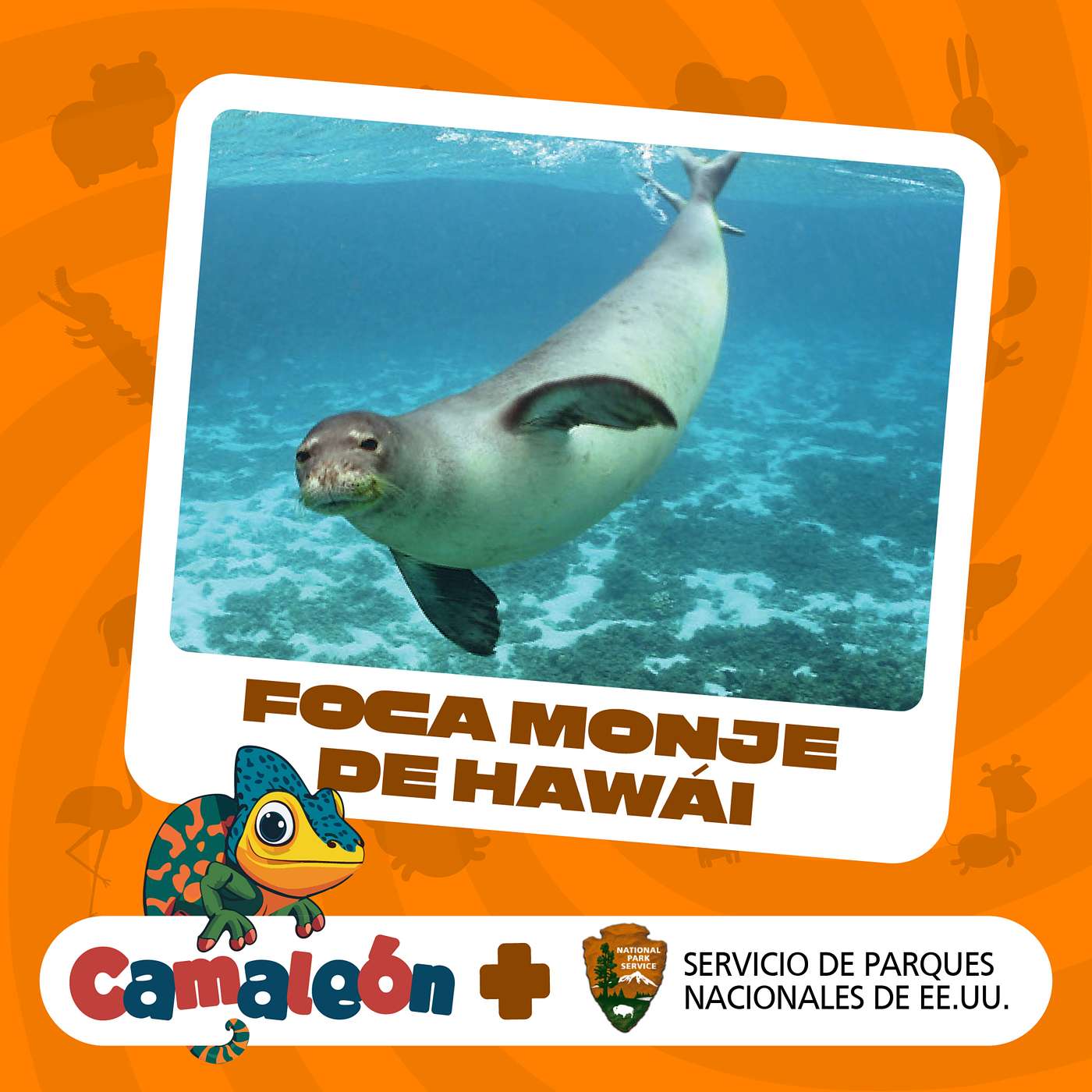 Foca monje de Hawái: ¡Las crías crecen tan rápido! episode artwork