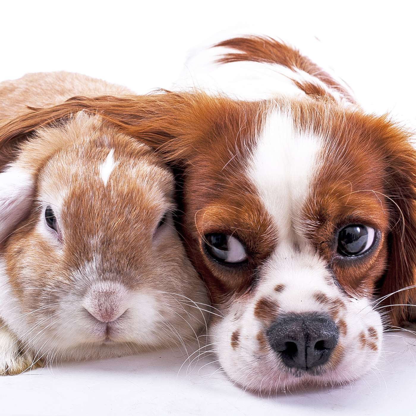 Working With Our Enemies