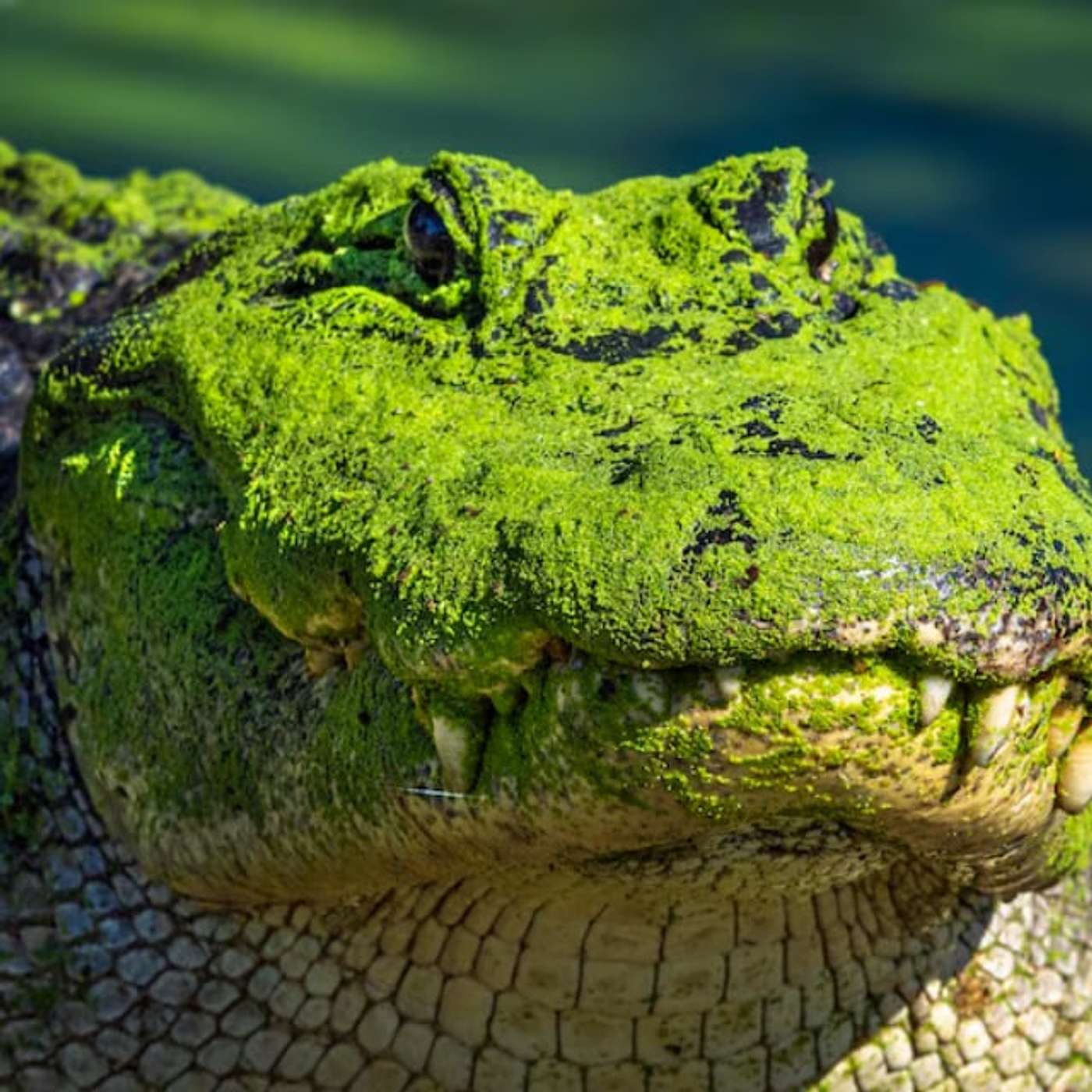 Crokie Podcast