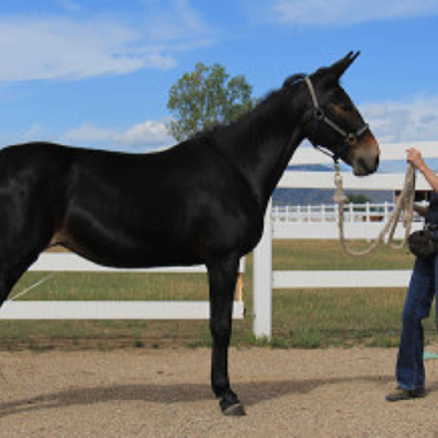 MULE TALK! THE PODCAST ABOUT MULES, MULE TRAINING, AND THE MULE INDUSTRY.
