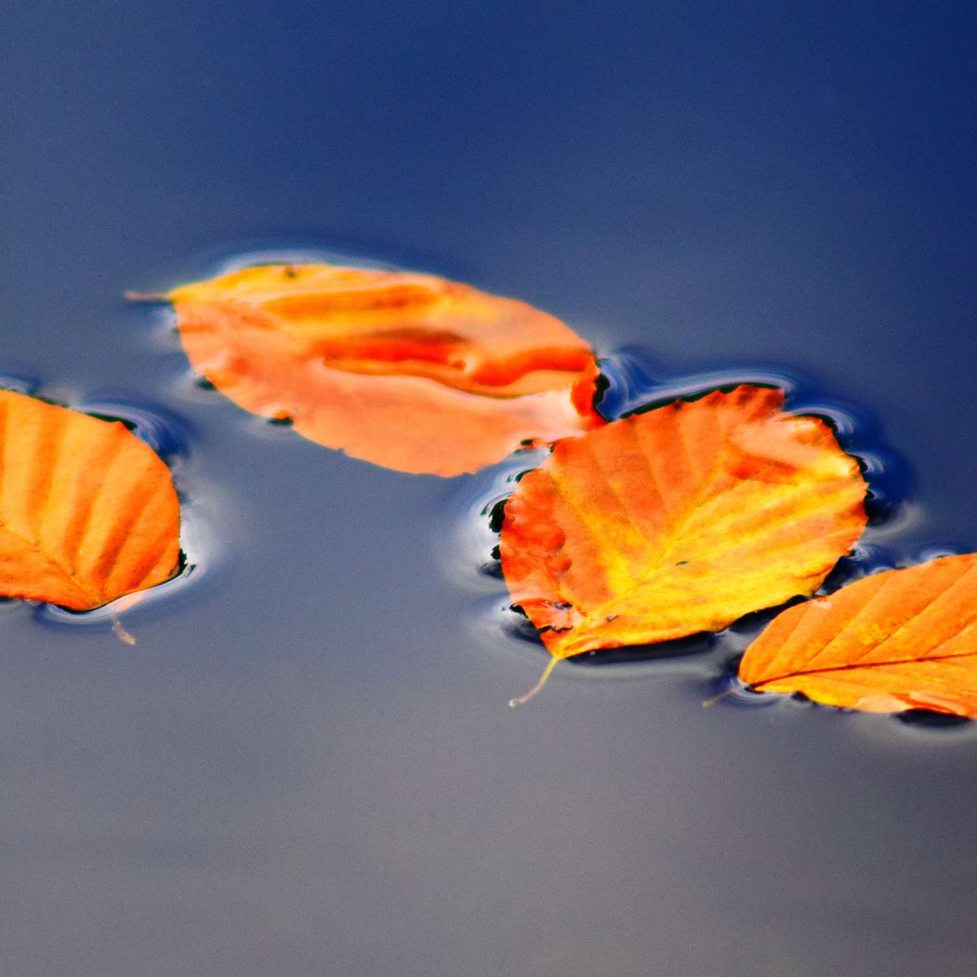 🍂 Fall Reflections: A Mindfulness Exercise for the Season of Change ✨🧘‍♀️