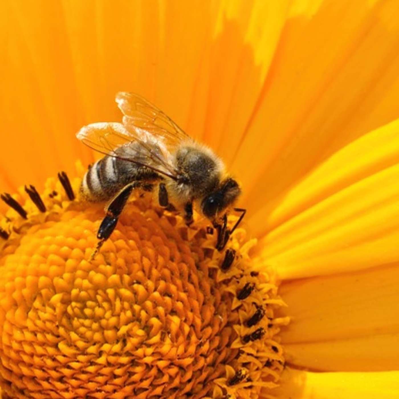 BeSimply...Sound'Silence {RAM}