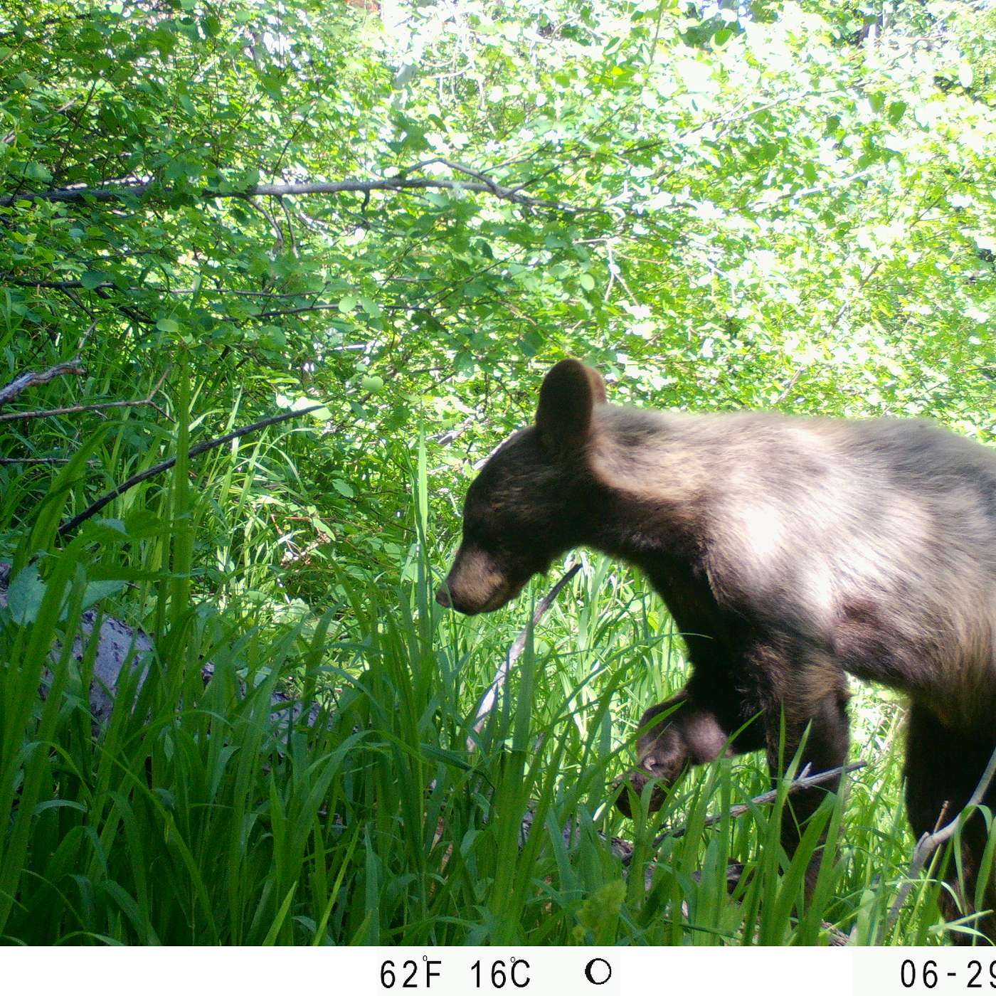 21: Coexisting with Wildlife in a Changing Climate