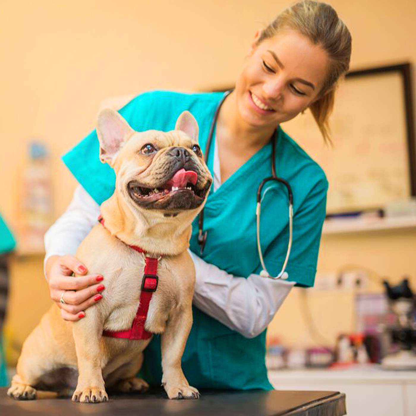 The Best Tips For Applying To Veterinary School