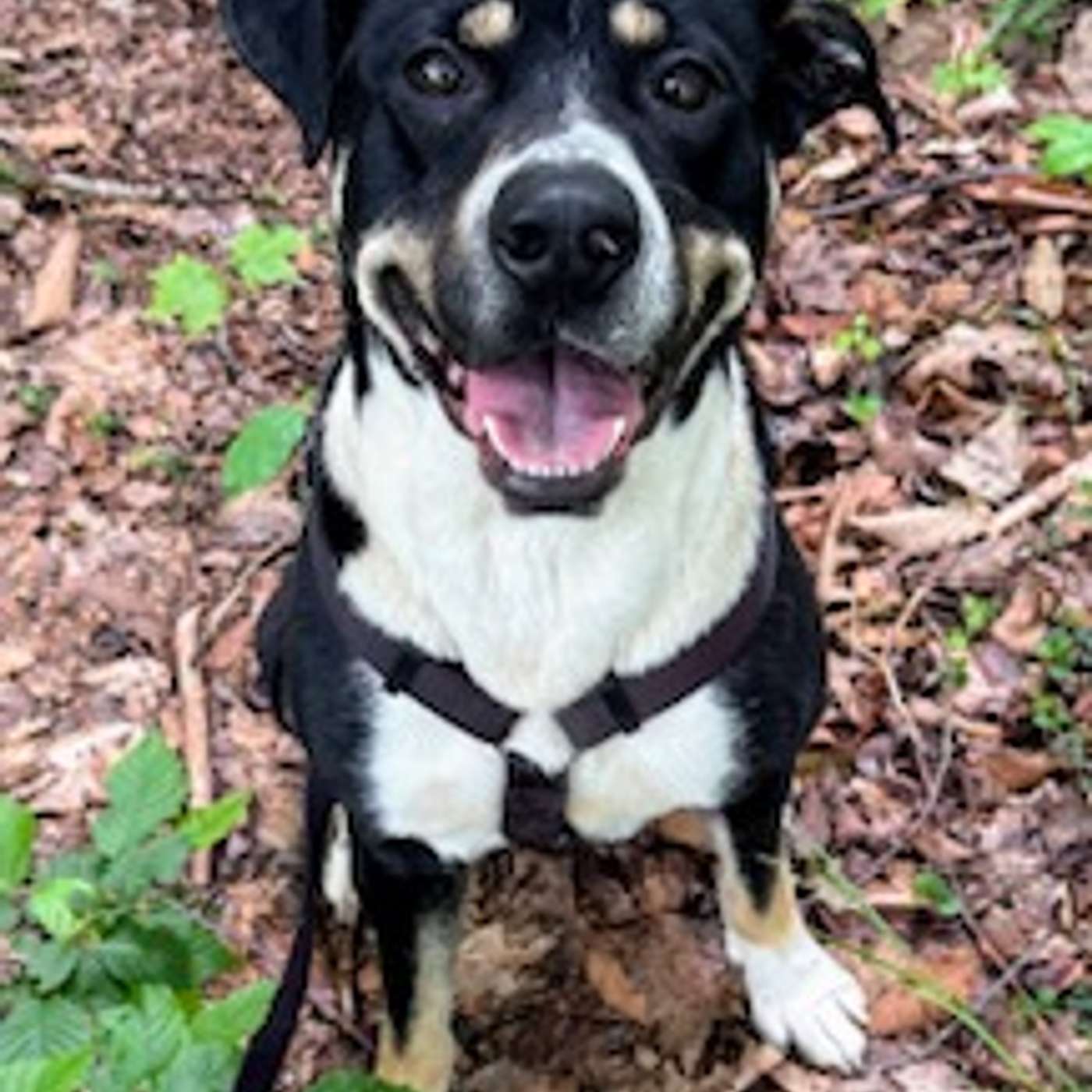 Let's chat with Megan from Celebration of Canine Lives Sanctuary in Cuba!