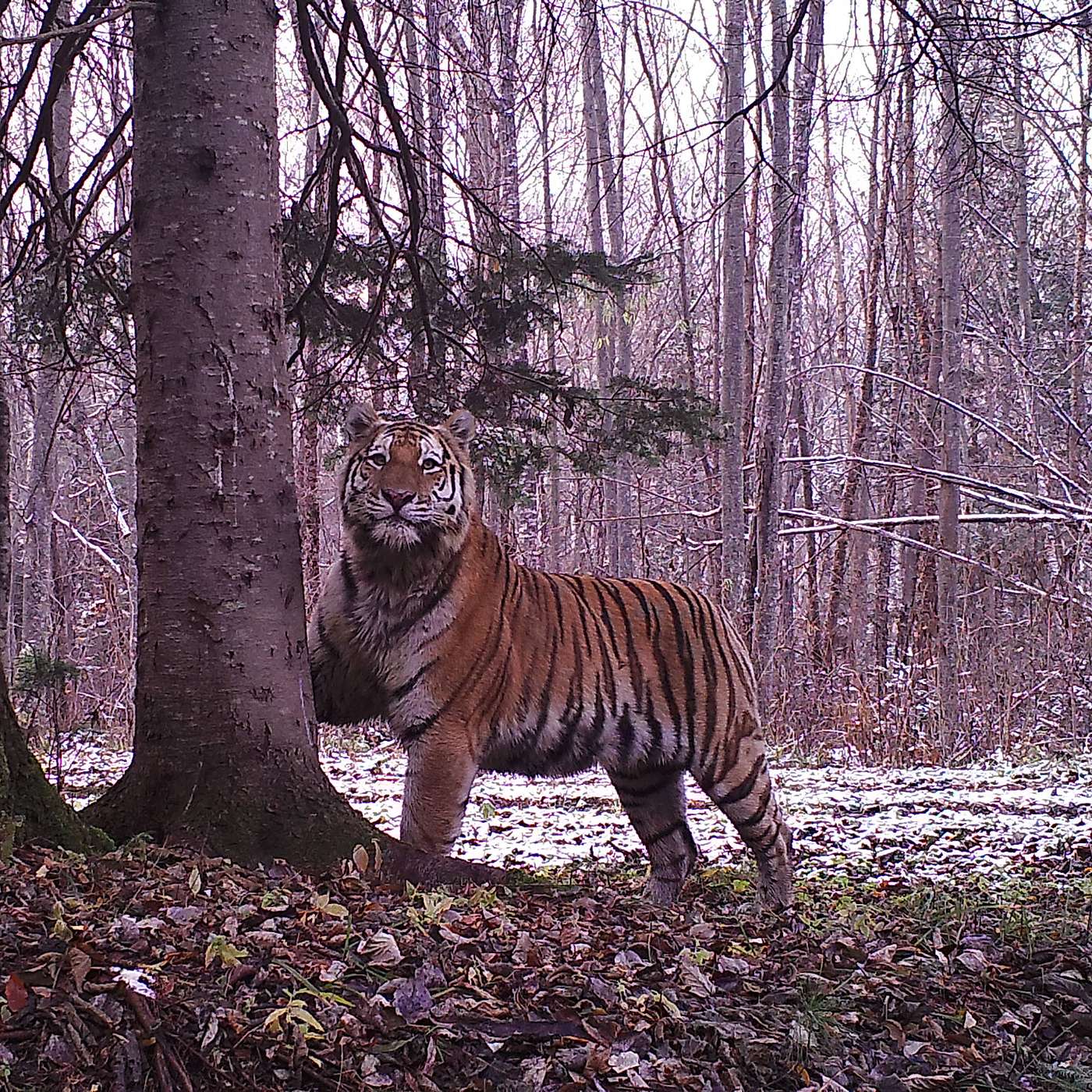 Mammalwatching