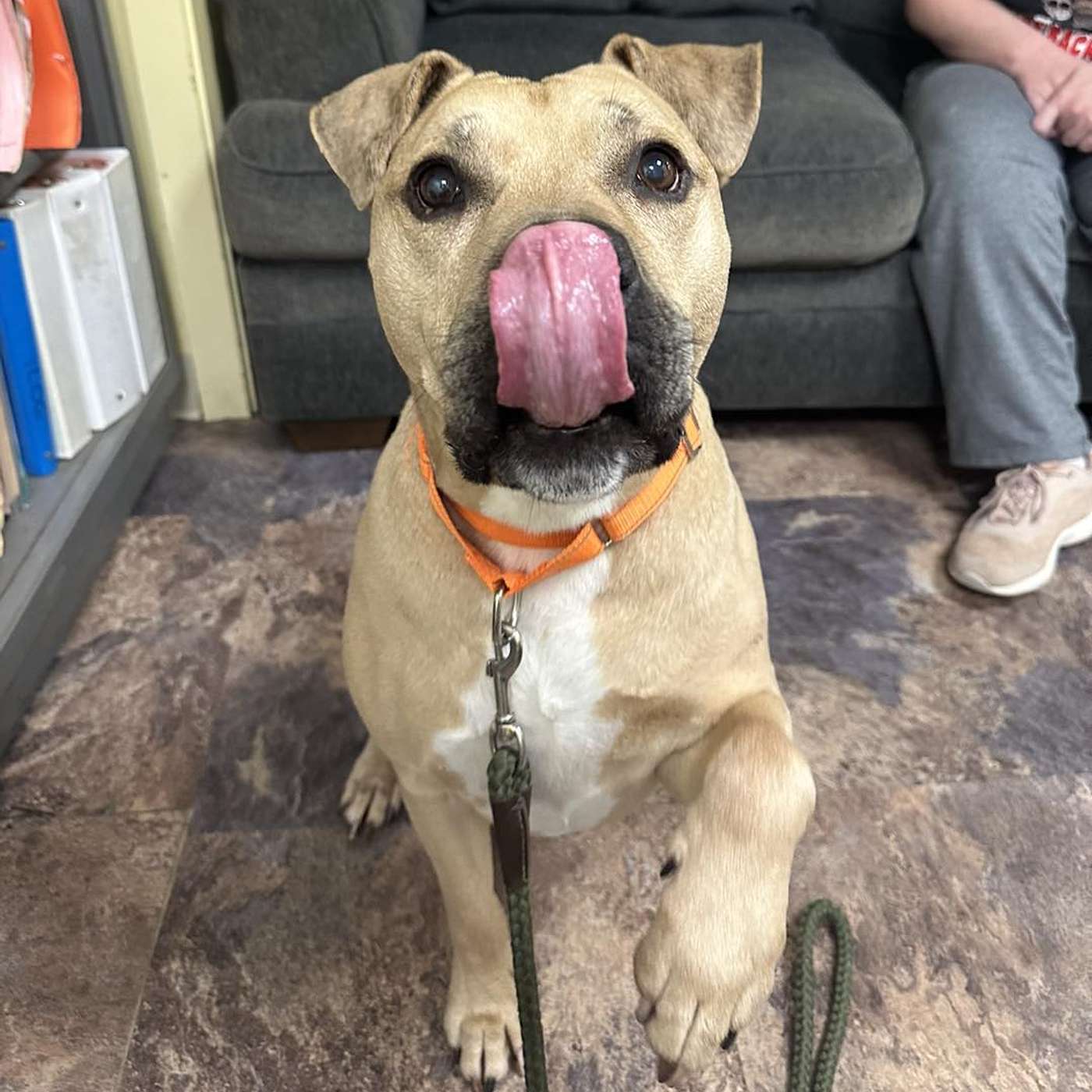 Let's meet Jake! He wants his FUR-ever home! He's a really GOOD boy and he's ready!