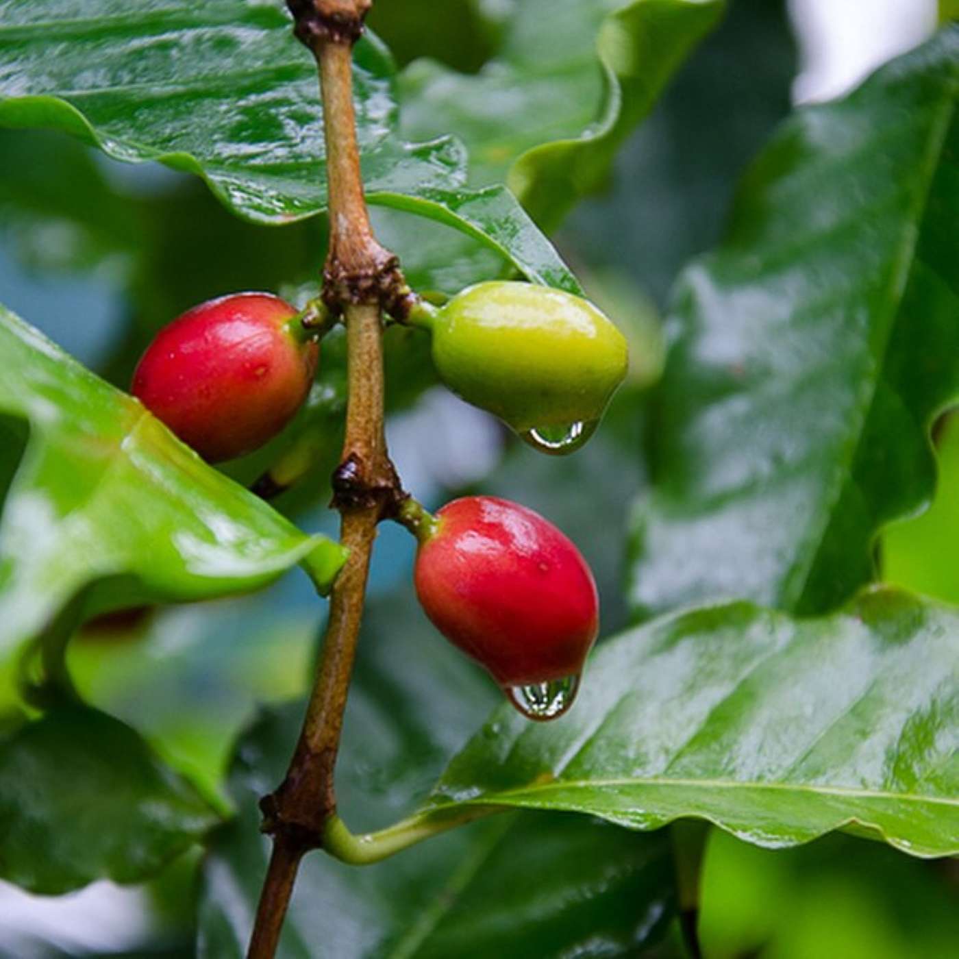 Past Life on Mintaka: Isaya's Past Life Regression. S1.Ep8.