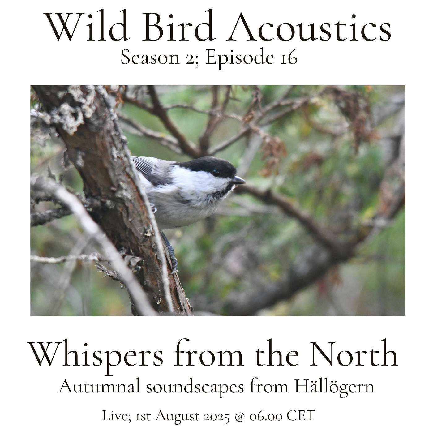 Whispers from the North; Autumnal Soundscapes from Hällögern