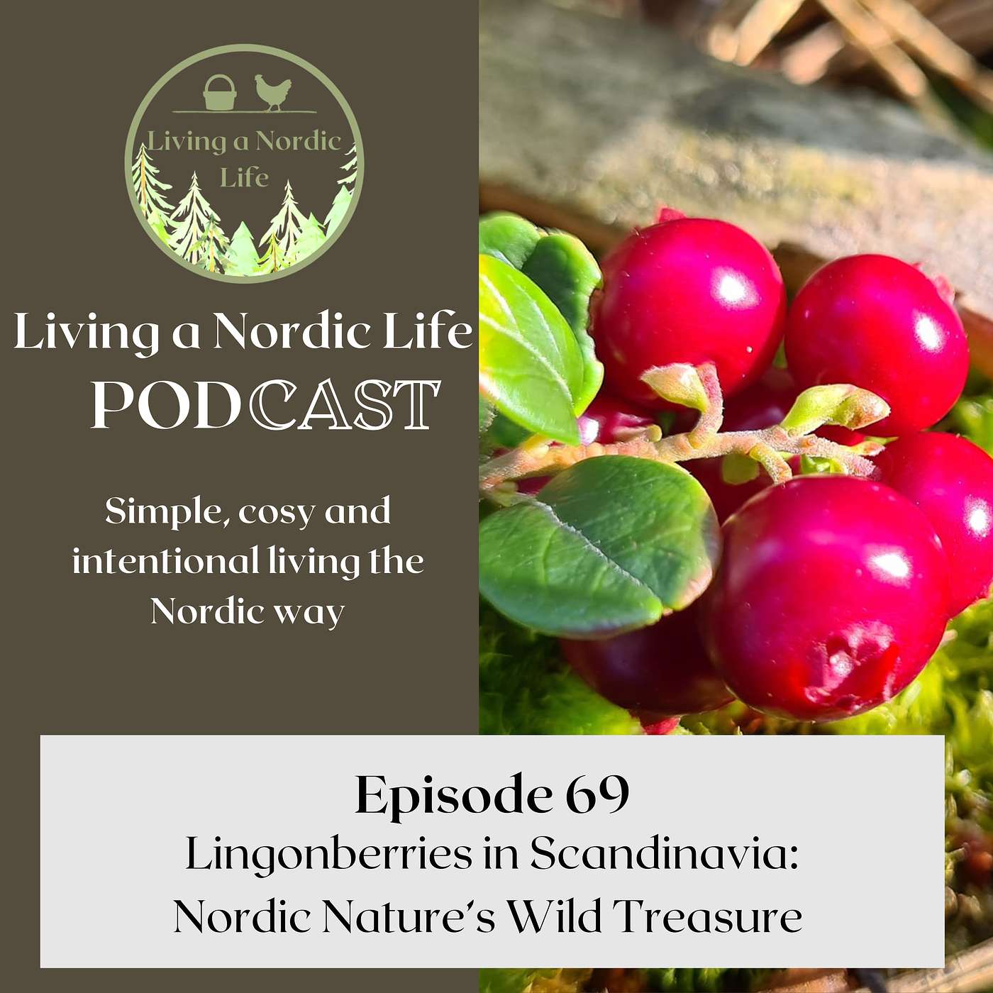 69:  Lingonberries in Scandinavia: Nordic Nature's Wild Treasure