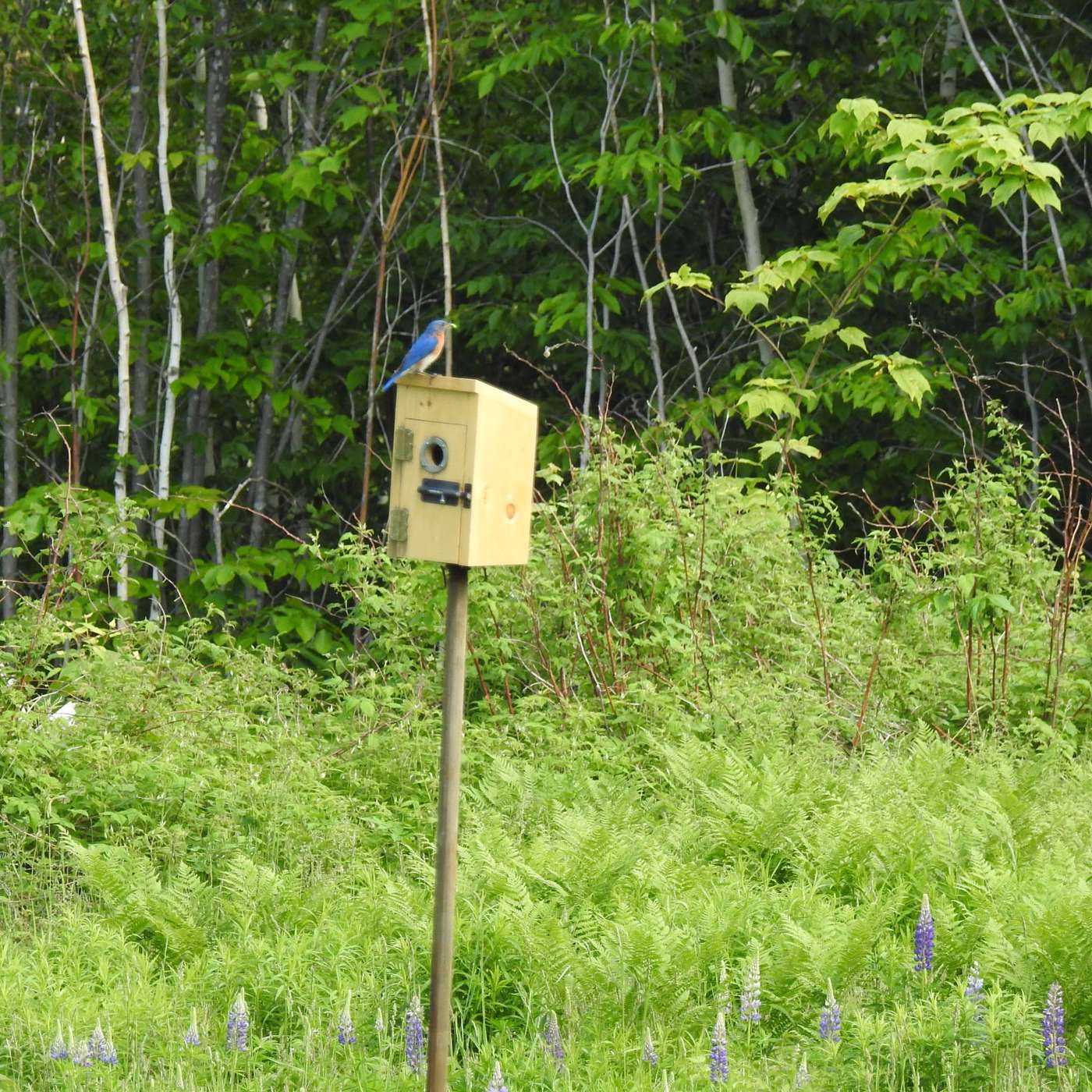 A BLUEBIRD HAS A NEW HOUSE