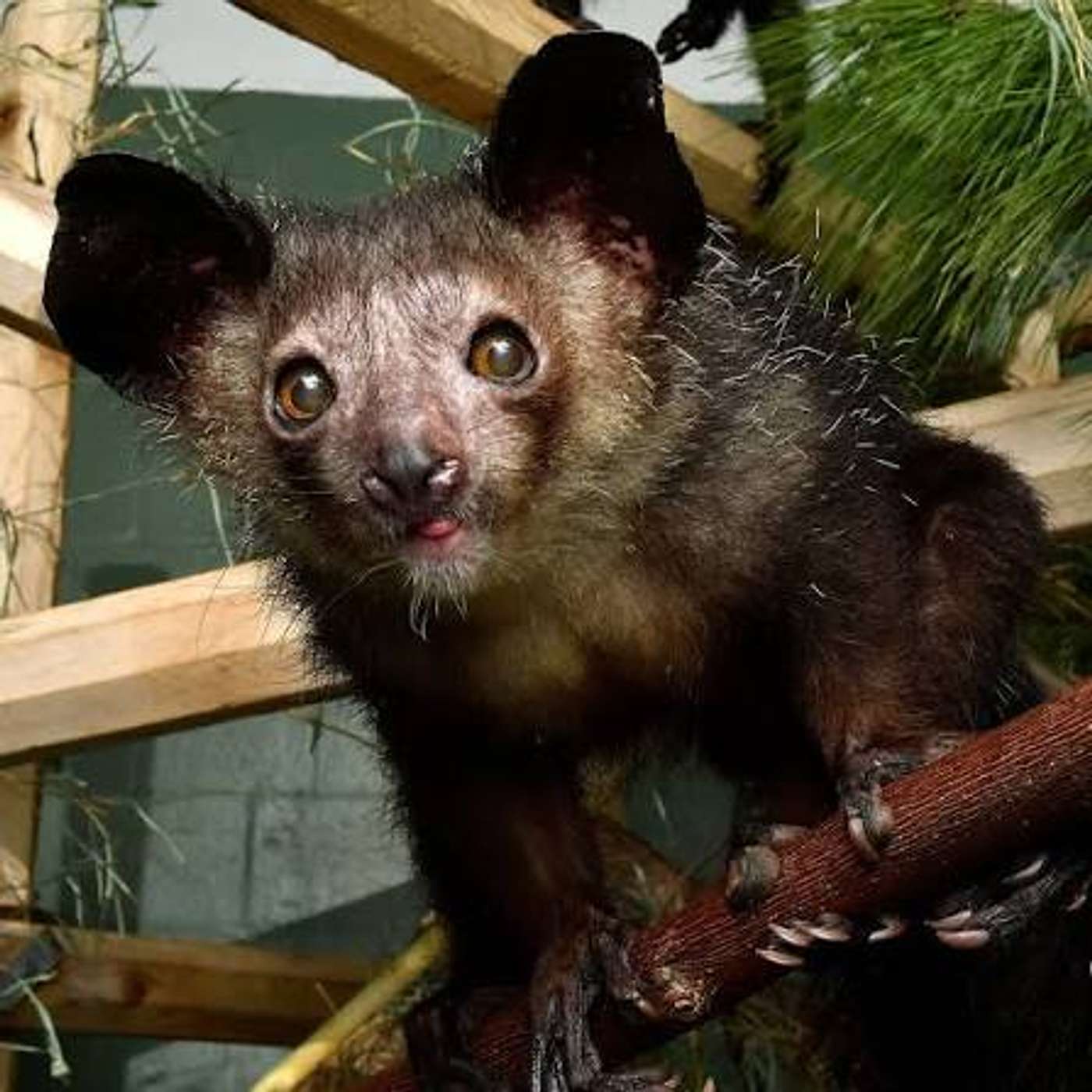 The Secret Lives of Lemurs: Duke University's Lemur Center episode artwork