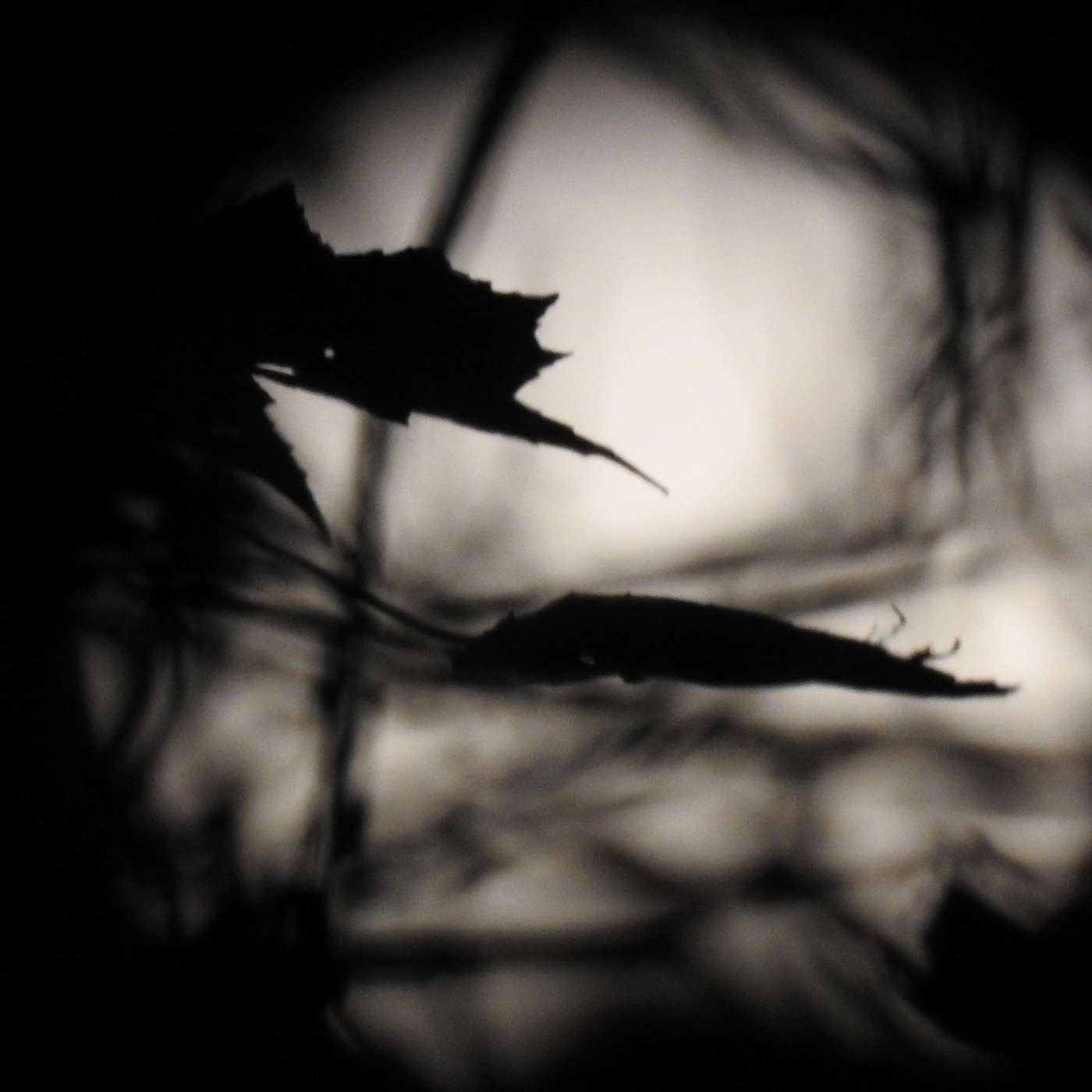 BEWITCHING MOON