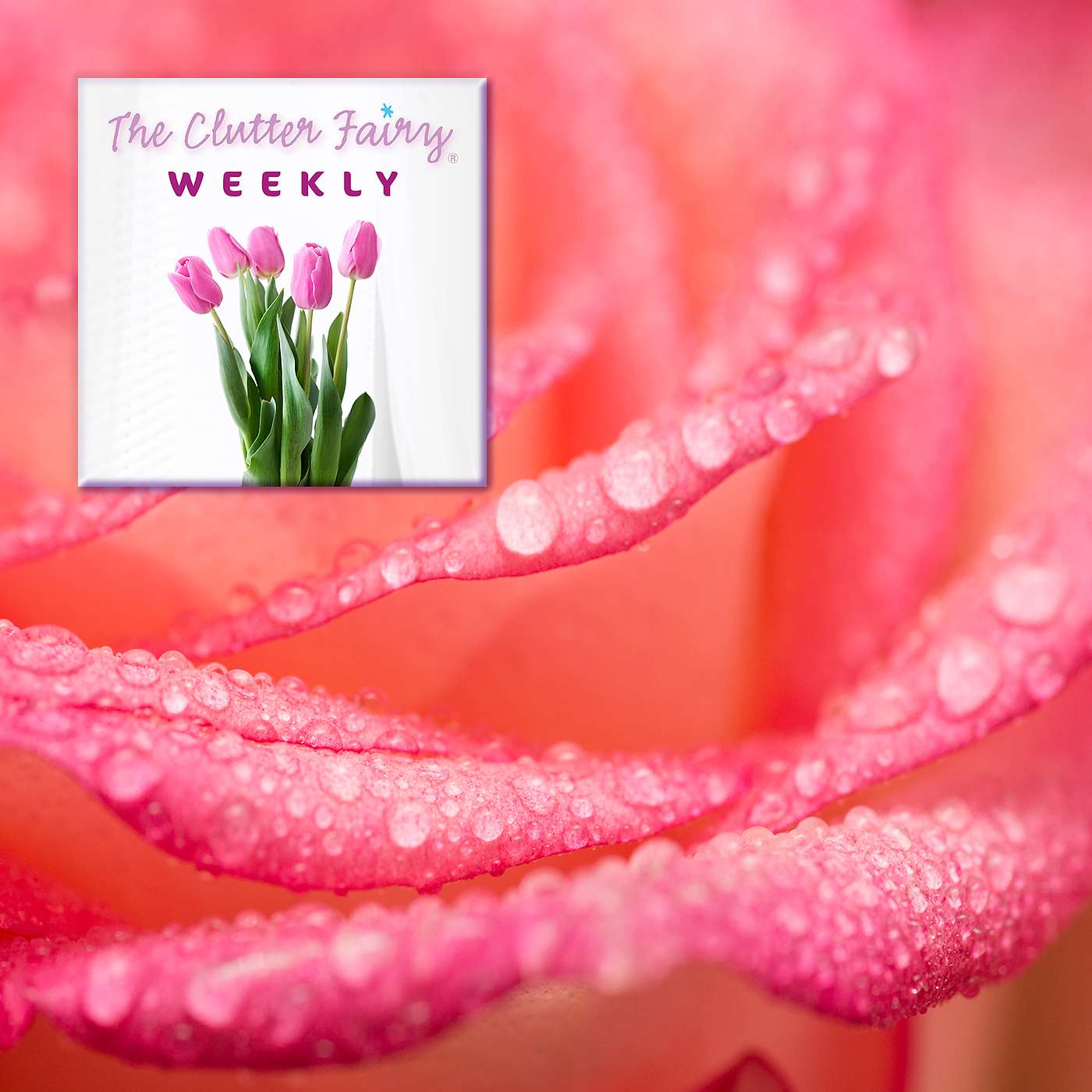 Ask Us Anything: Favorite Things, Shared Workspaces, Listen to Your Clutter - The Clutter Fairy Weekly #147