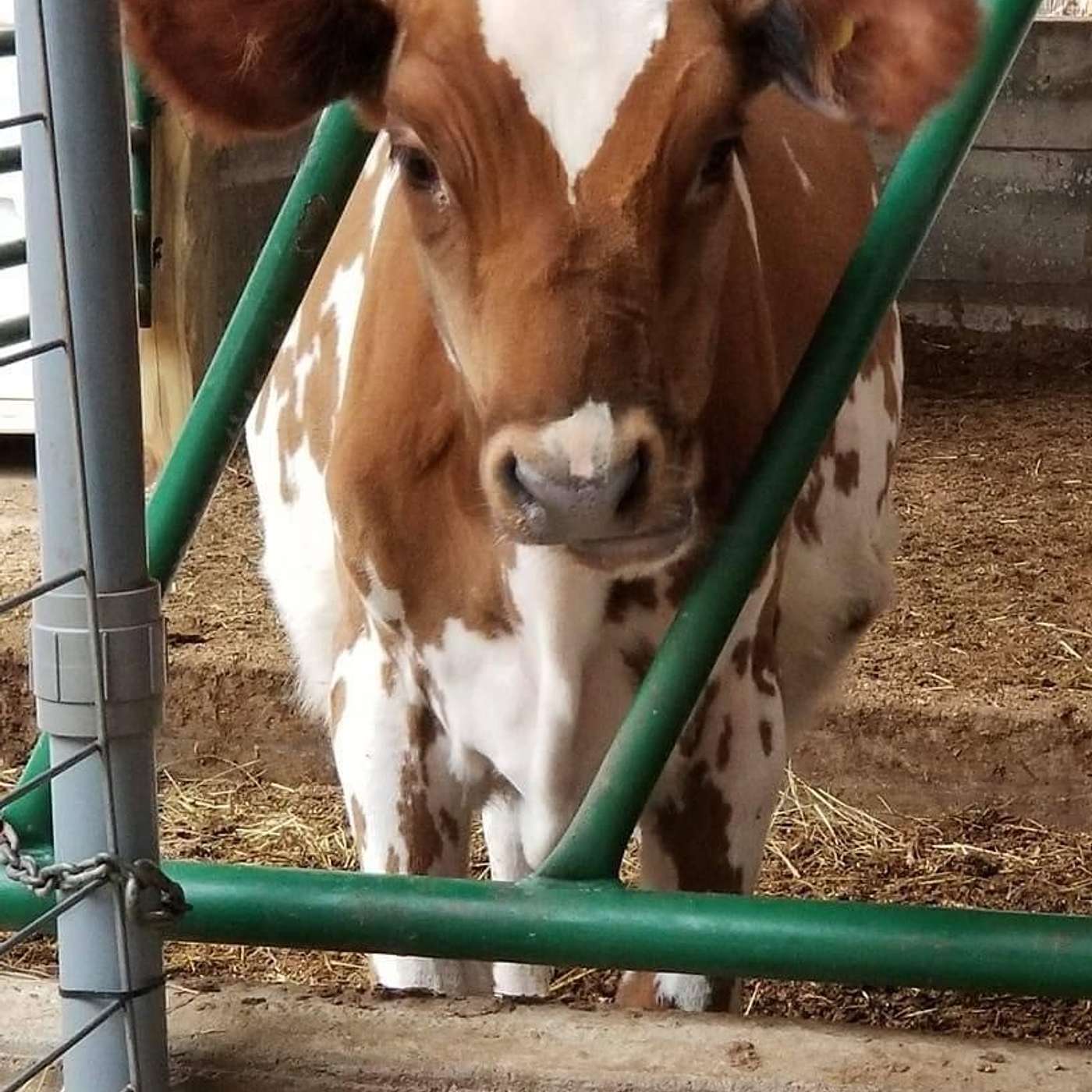 Episode 1.4 Importance of Early Introduction of Grain to Calves (featuring Melissa Heeter) episode artwork