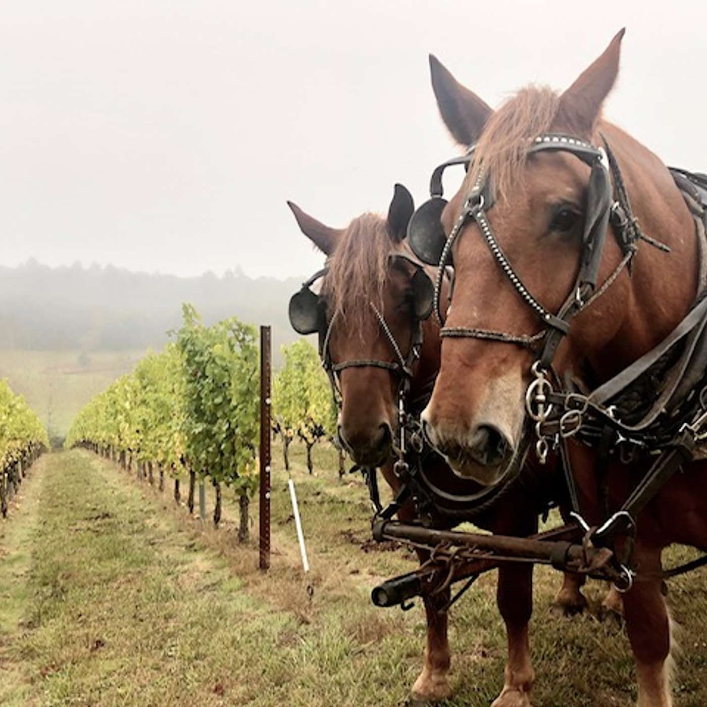 Episode 157: iIlahe Winery still uses horses in the vineyard, delivers their top wine by canoe   and makes their own amphorae episode artwork