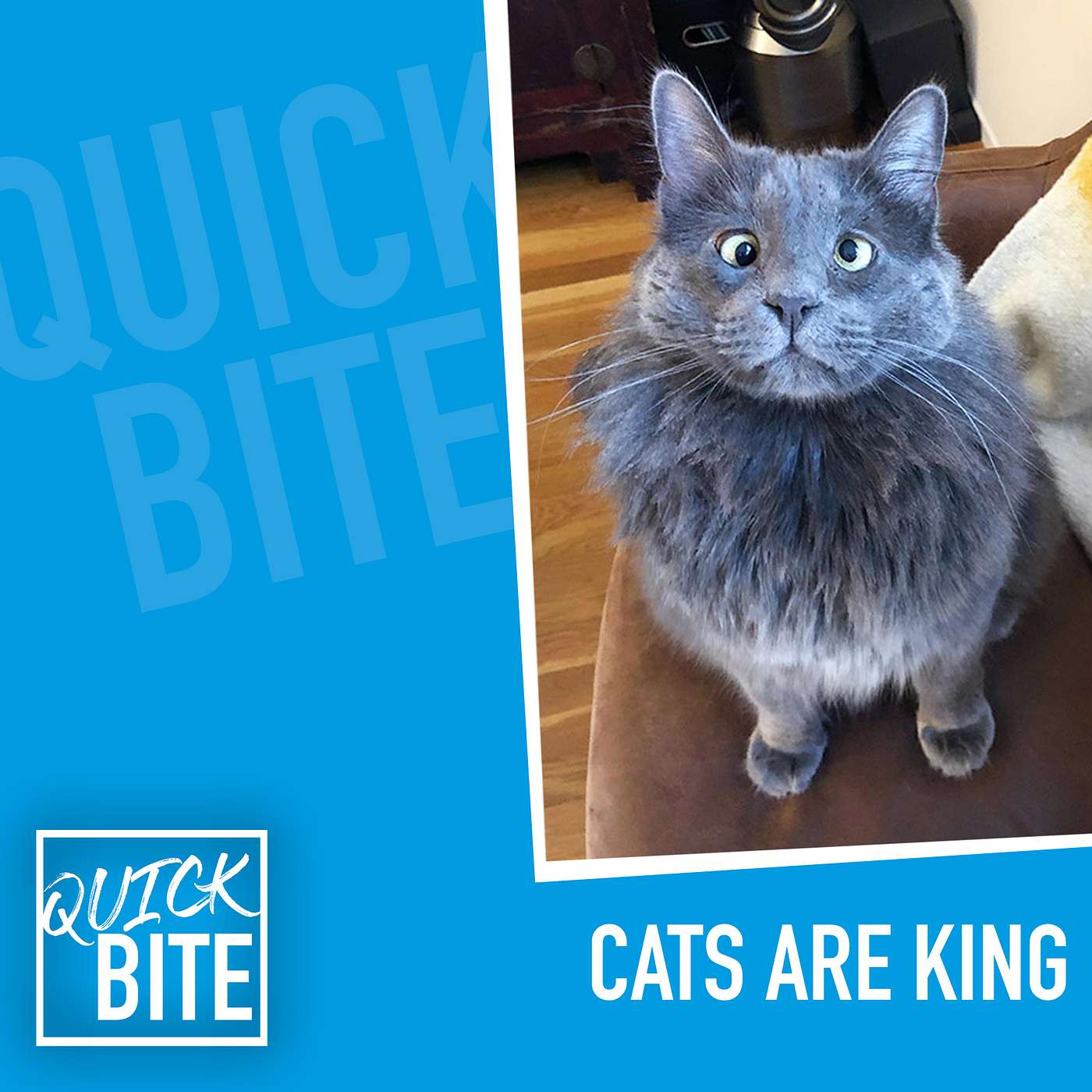 Quick Bite: Cats Are King episode artwork