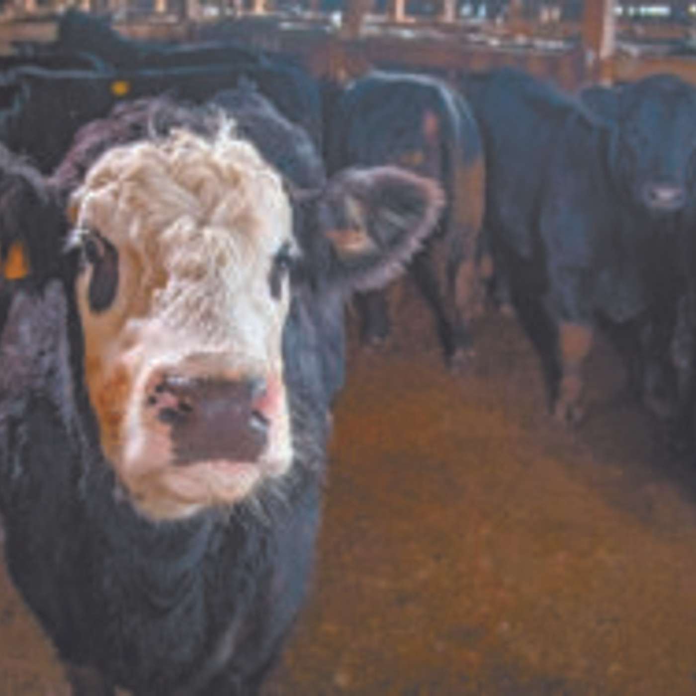 Items to Consider When Purchasing Bred Females