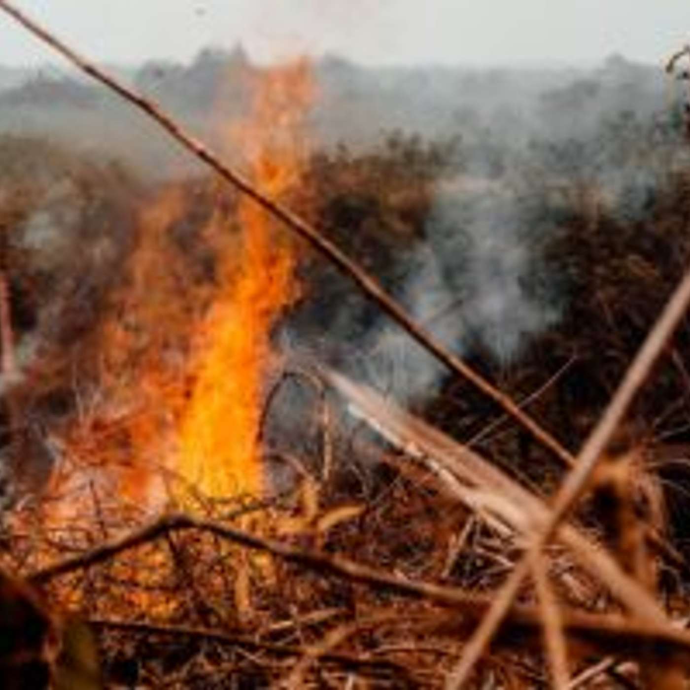 Arizona Wildfires Lead to New NAU Restoration Study episode artwork