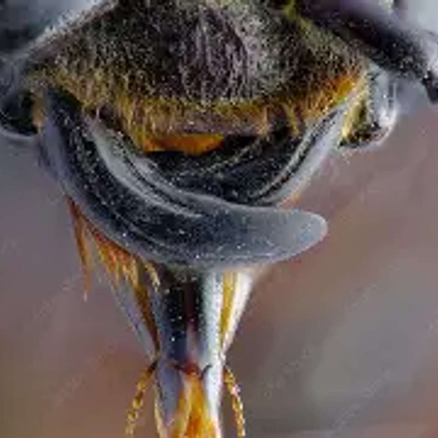 The Buzzing in My Wife's Head (2.0)