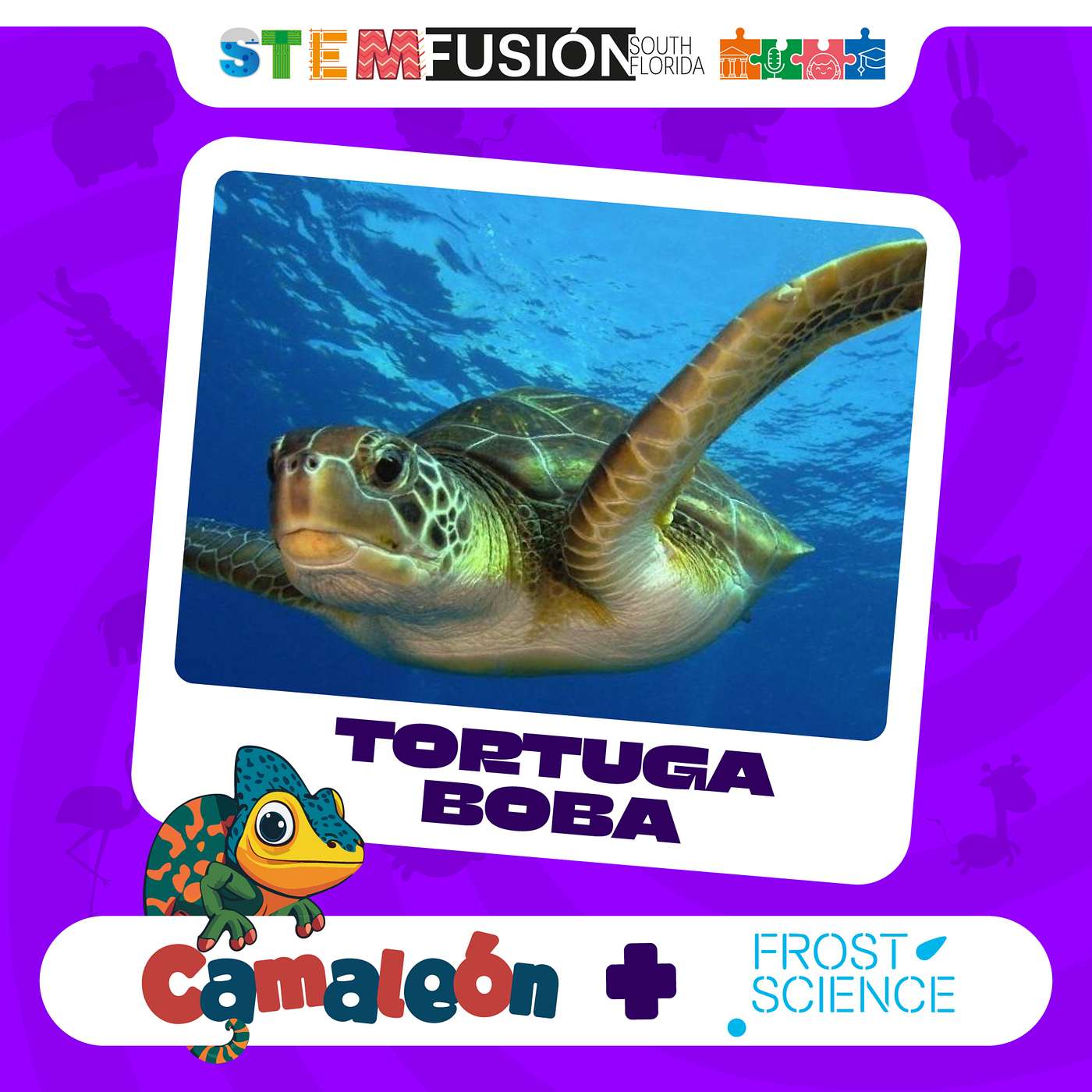 Tortugas bobas: crías en las playas episode artwork